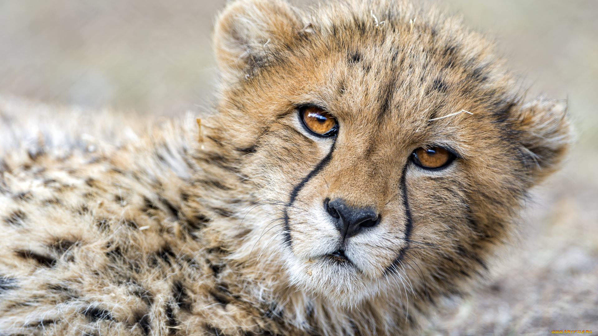 животные, гепарды, портрет