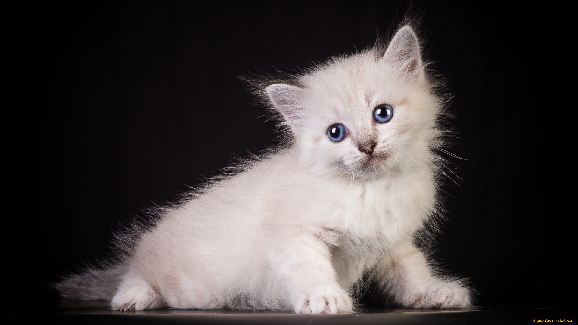 животные, коты, котейка