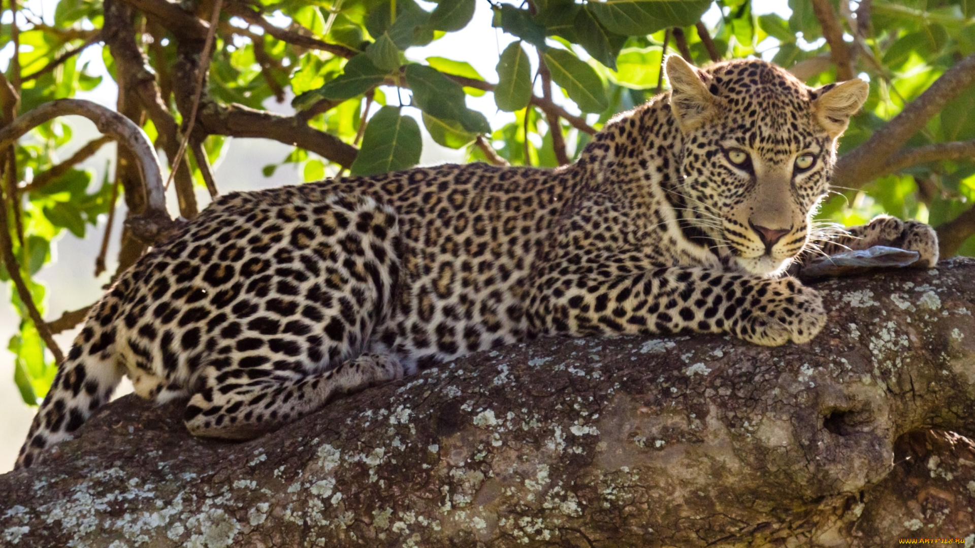 животные, леопарды, кошка