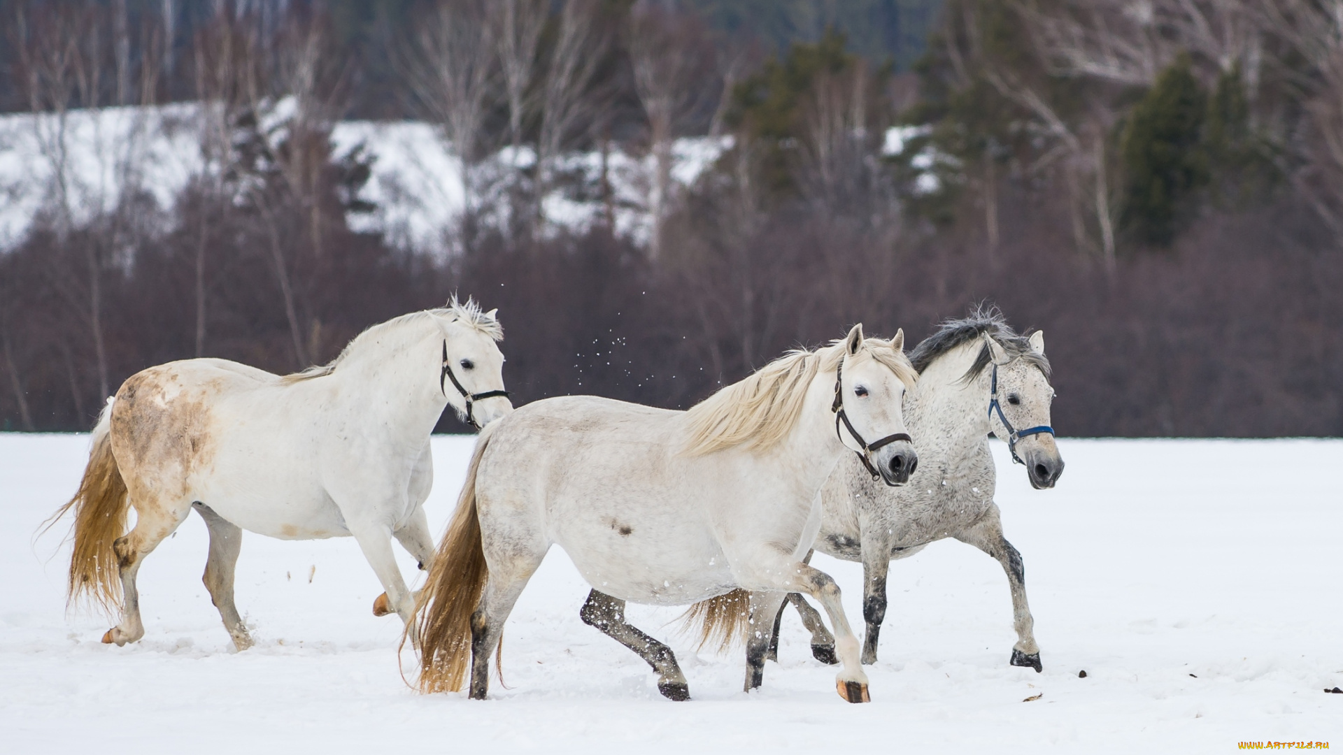 животные, лошади, кони