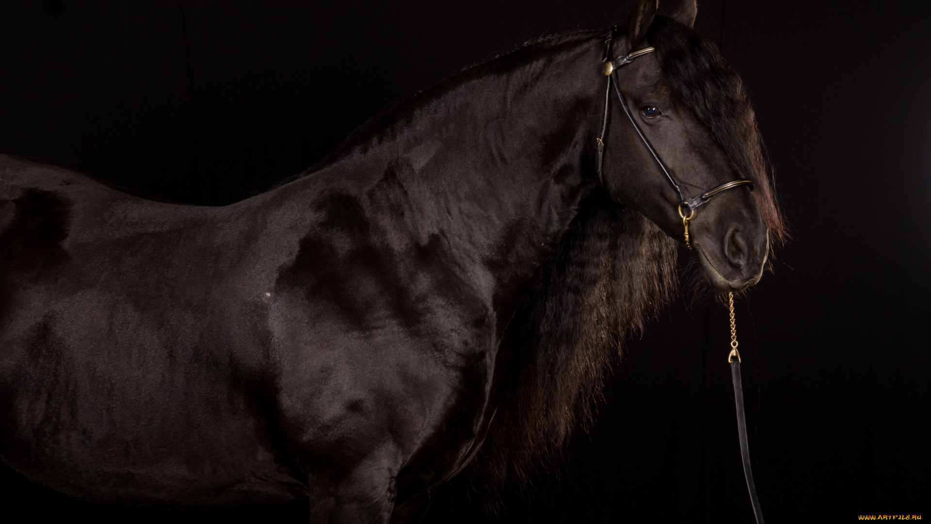 животные, лошади, красавец, вороной