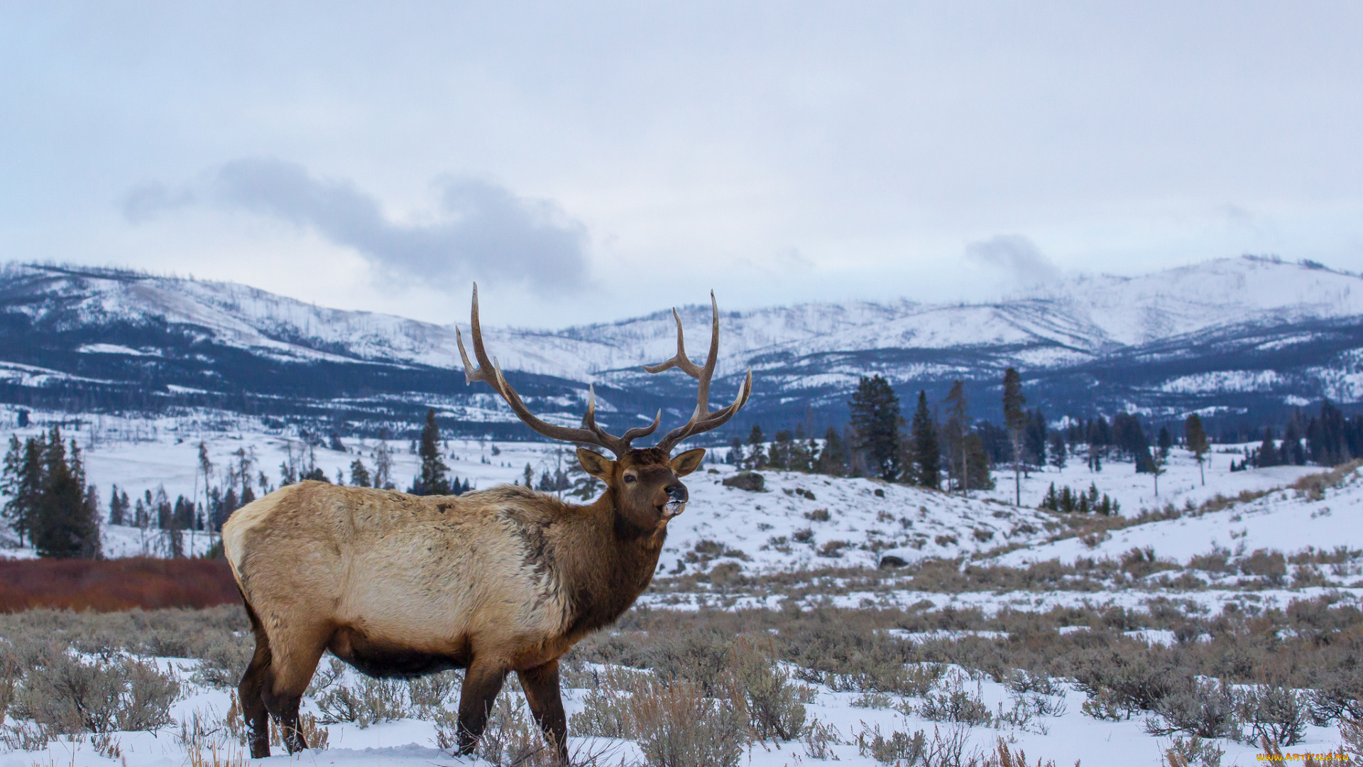 животные, олени, рога, снег