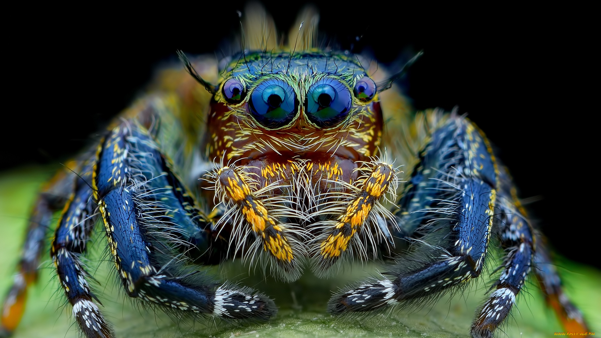 животные, пауки, макро