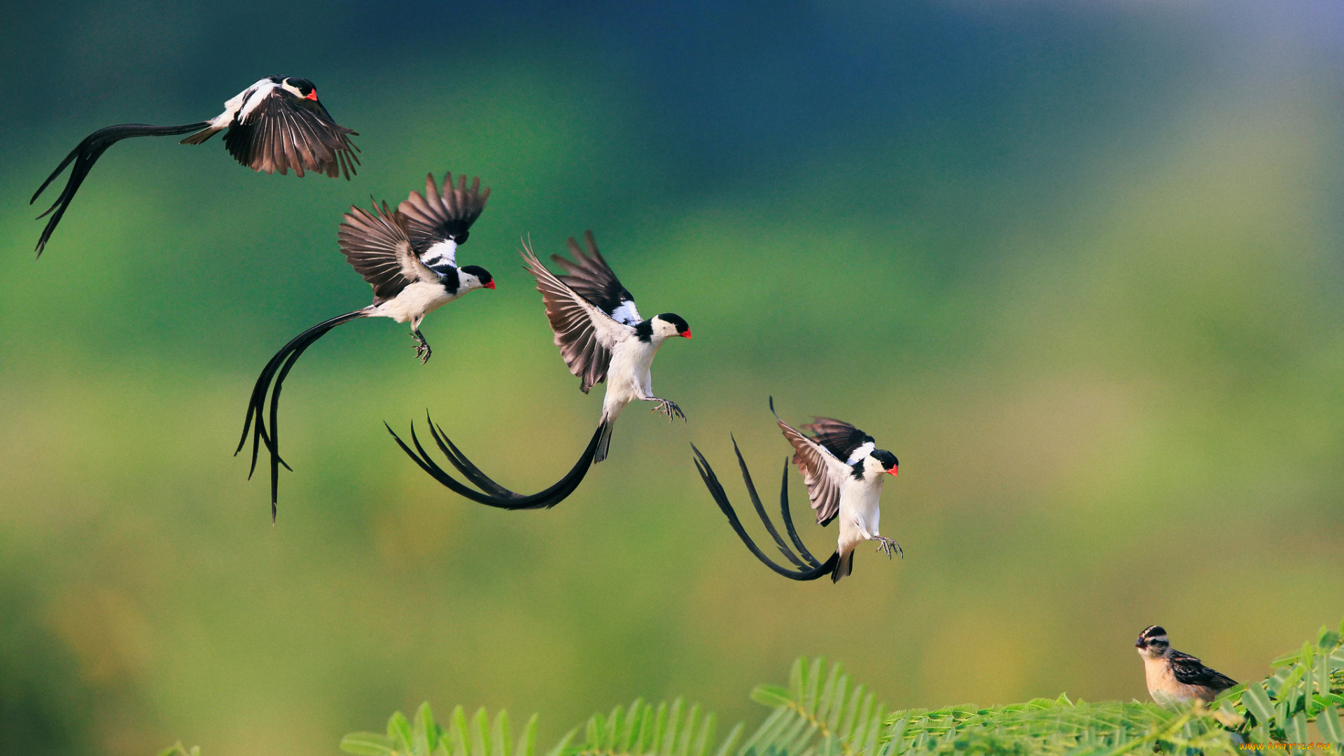 животные, птицы, полет