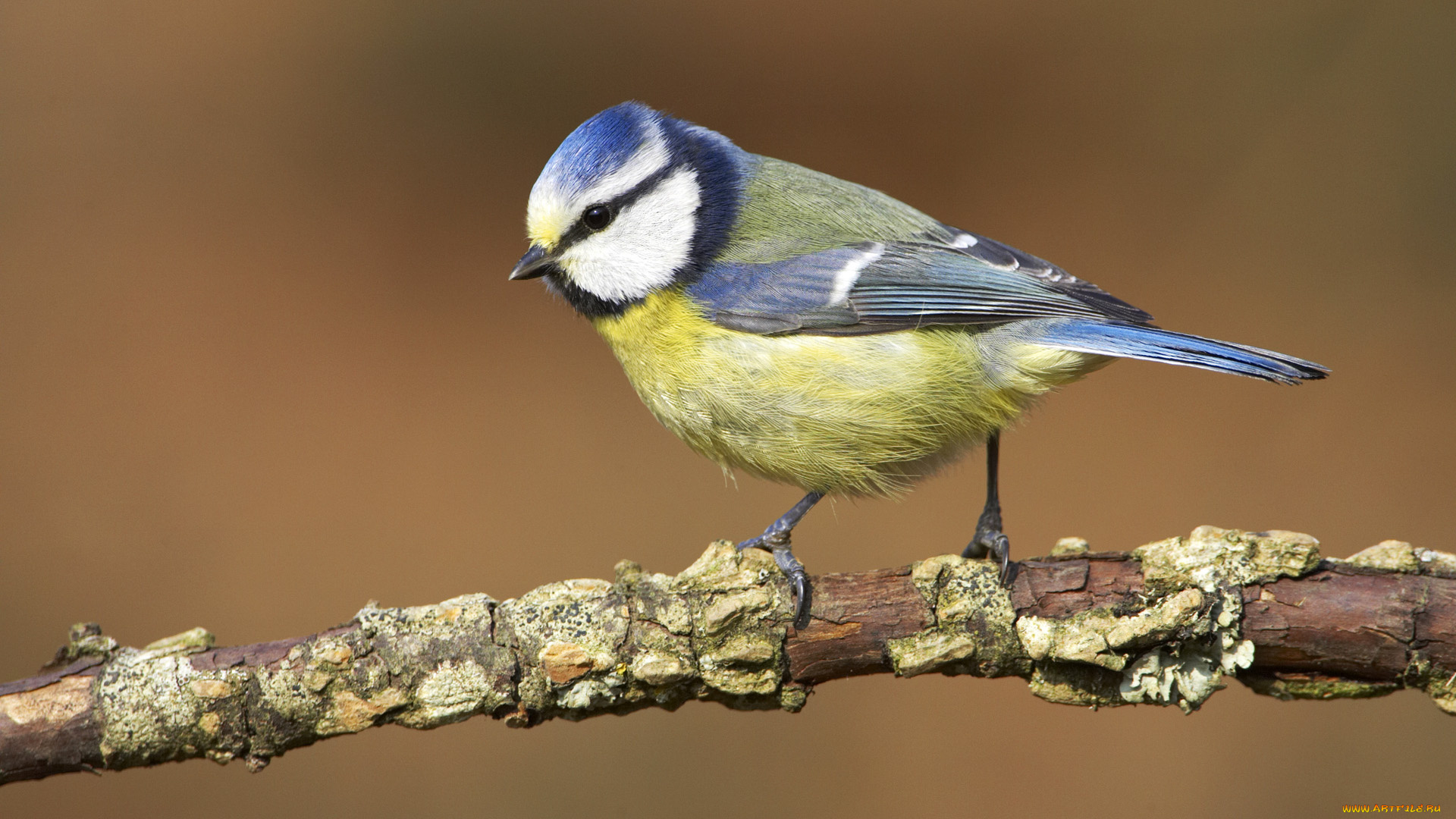 животные, синицы, , лазоревки