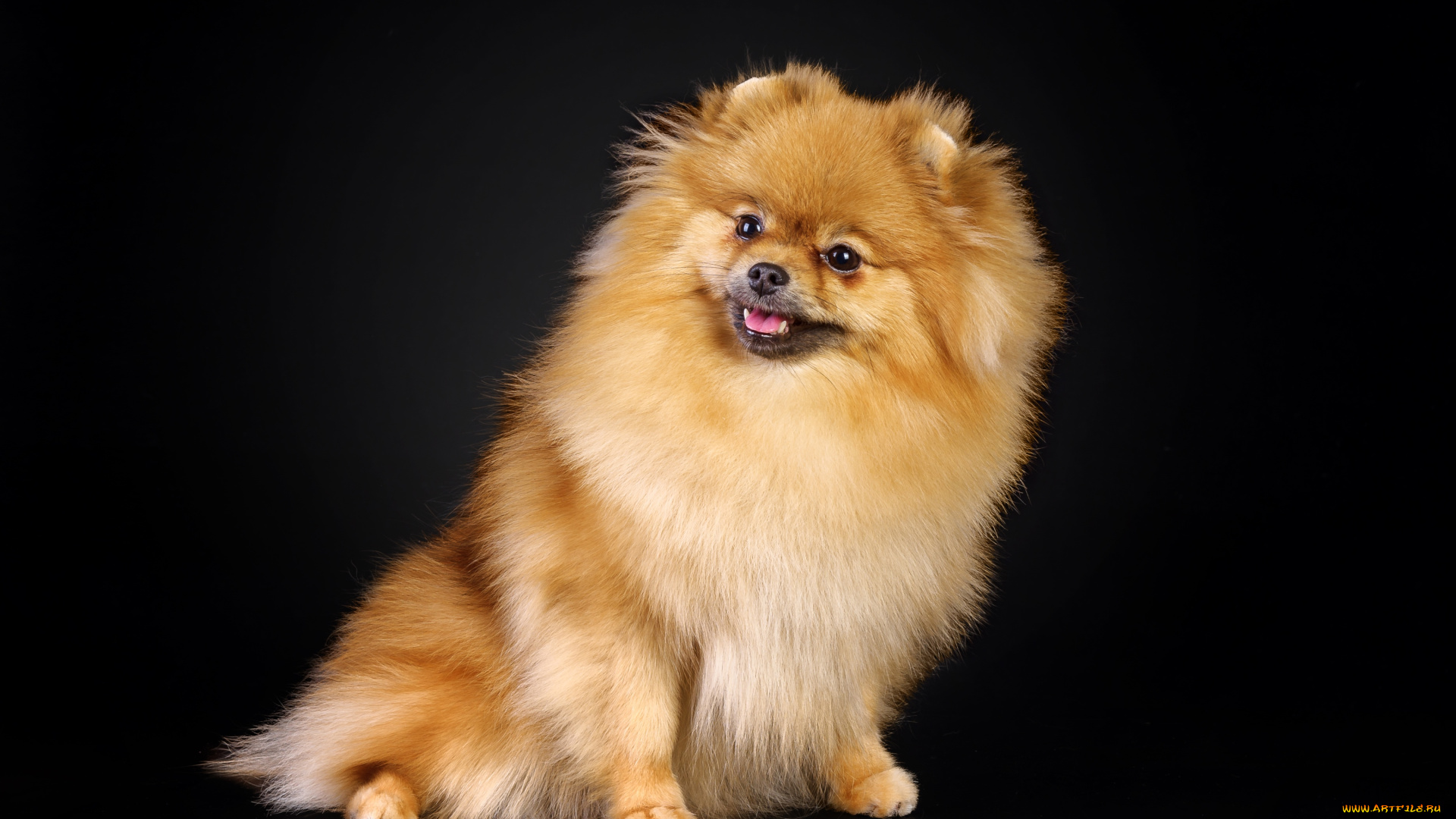 животные, собаки, шпиц