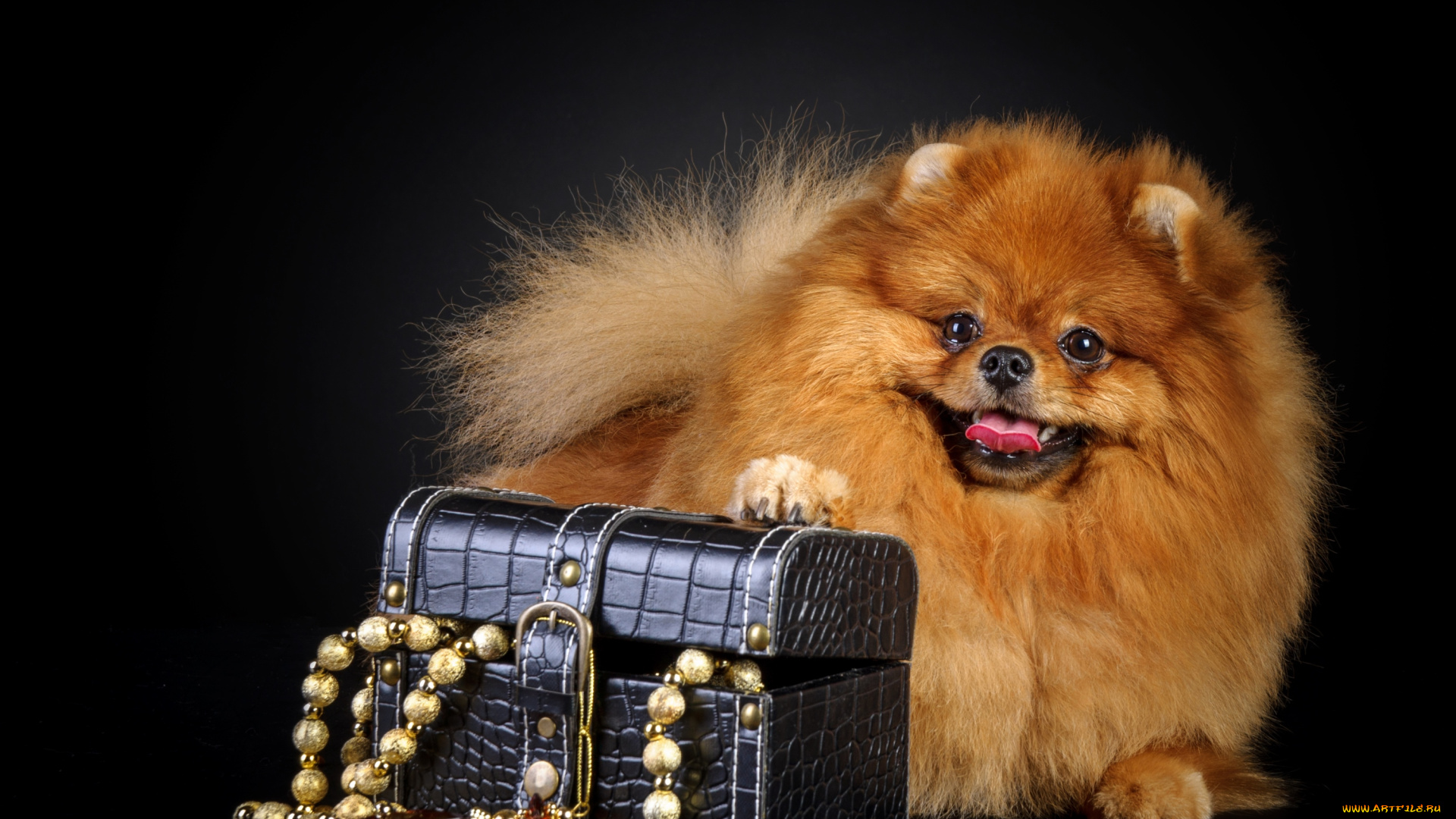 животные, собаки, шпиц