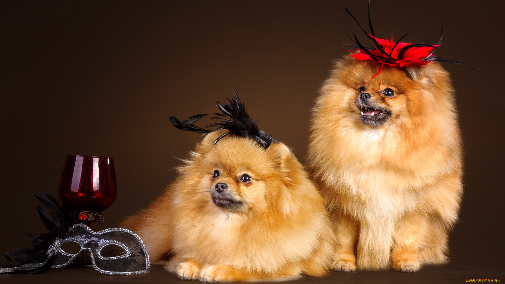 животные, собаки, шпицы