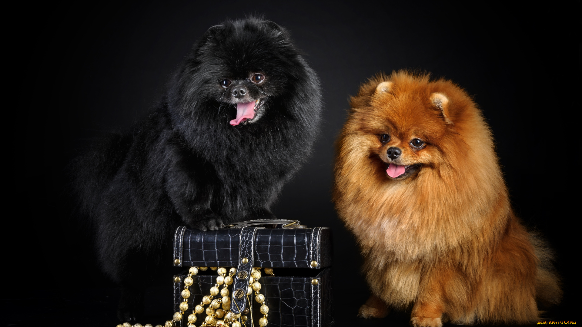 животные, собаки, шпицы