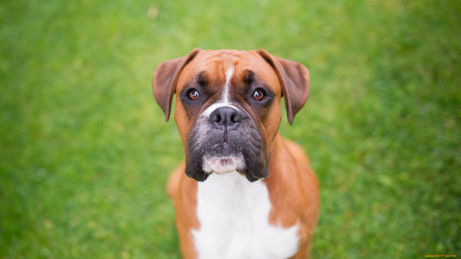 животные, собаки, внимание, взгляд, морда, бульдог