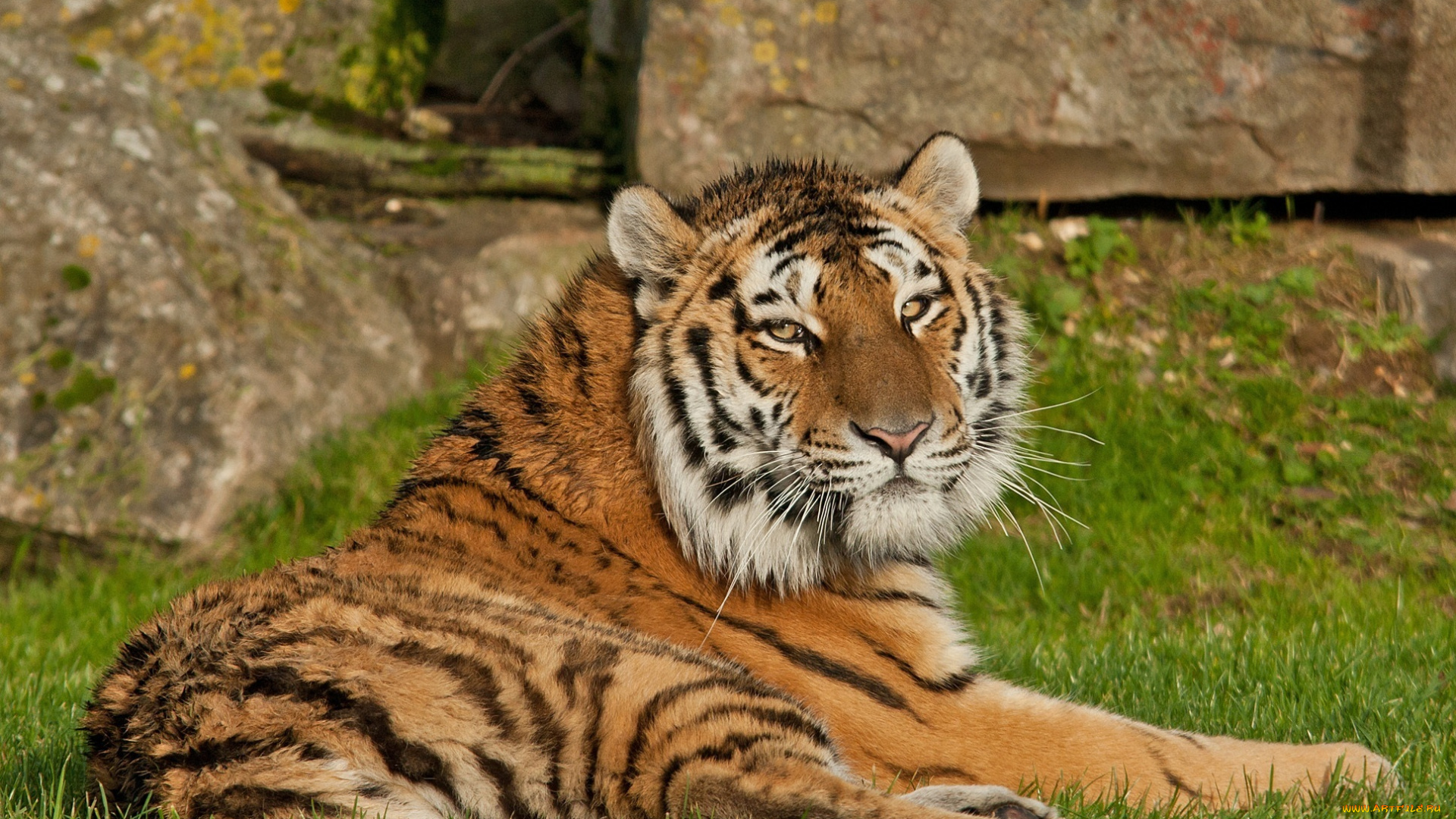 животные, тигры, отдых, трава, тигр