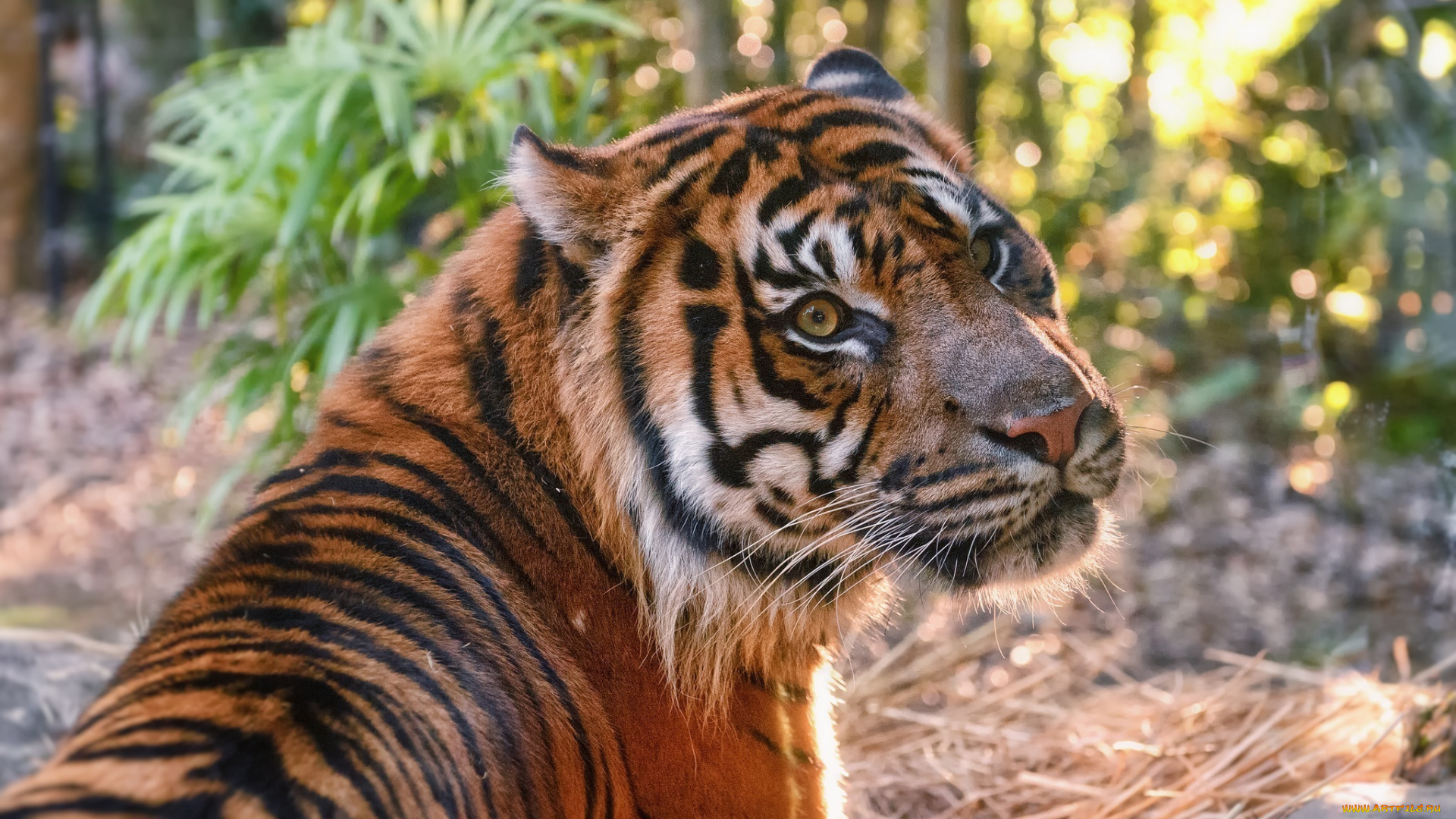 животные, тигры, тигр, морда