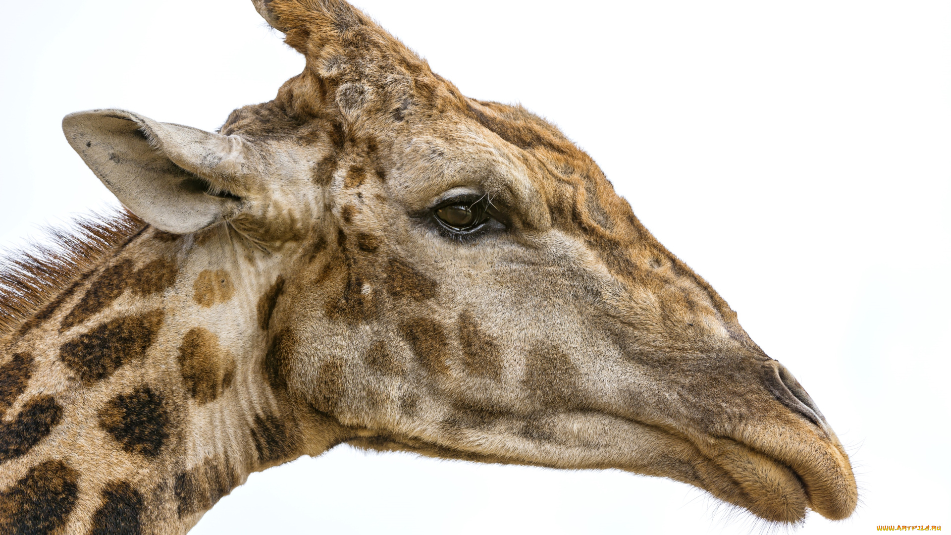 животные, жирафы, профиль