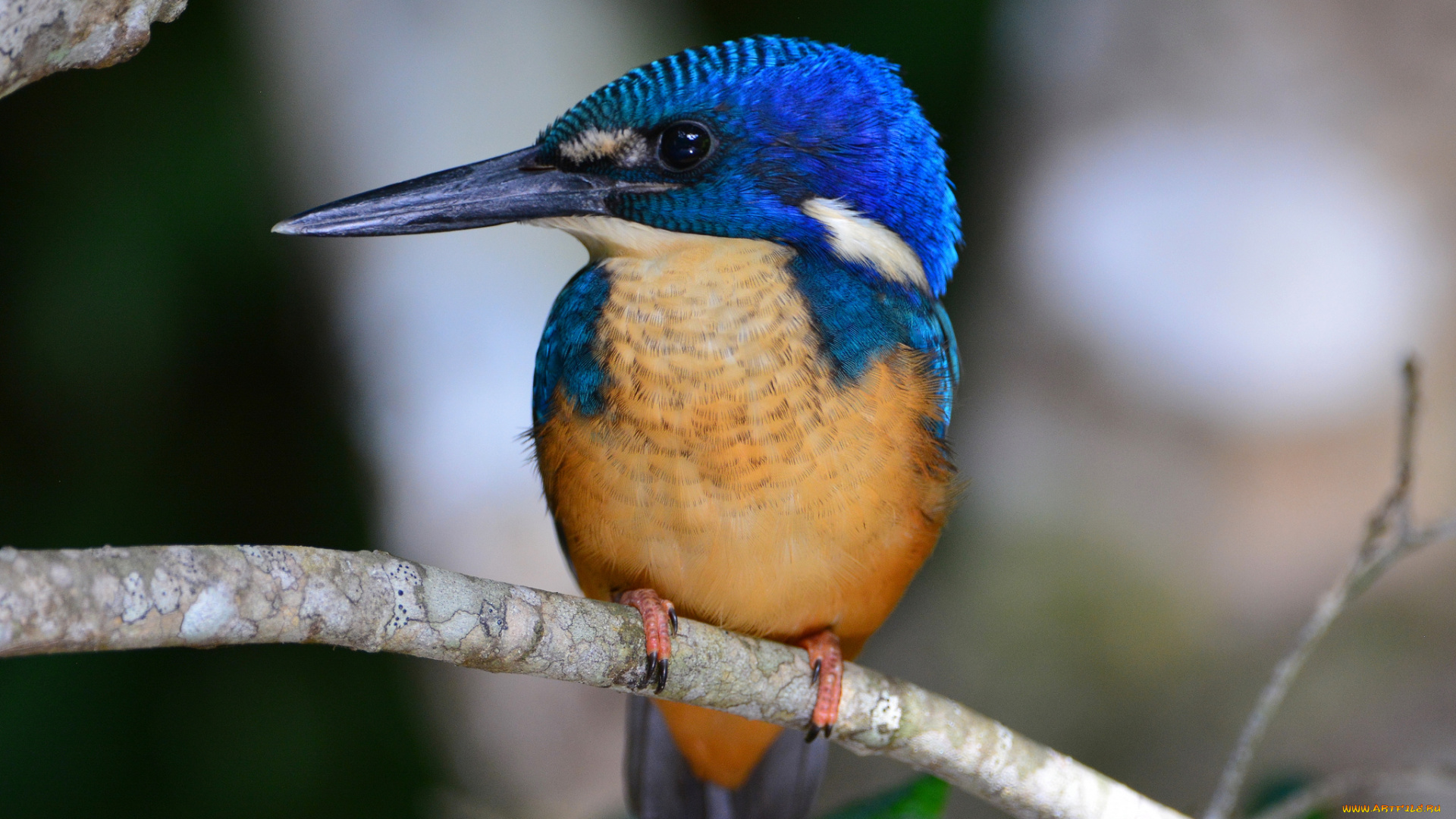 животные, зимородки, зимородок, рыболов, ветка