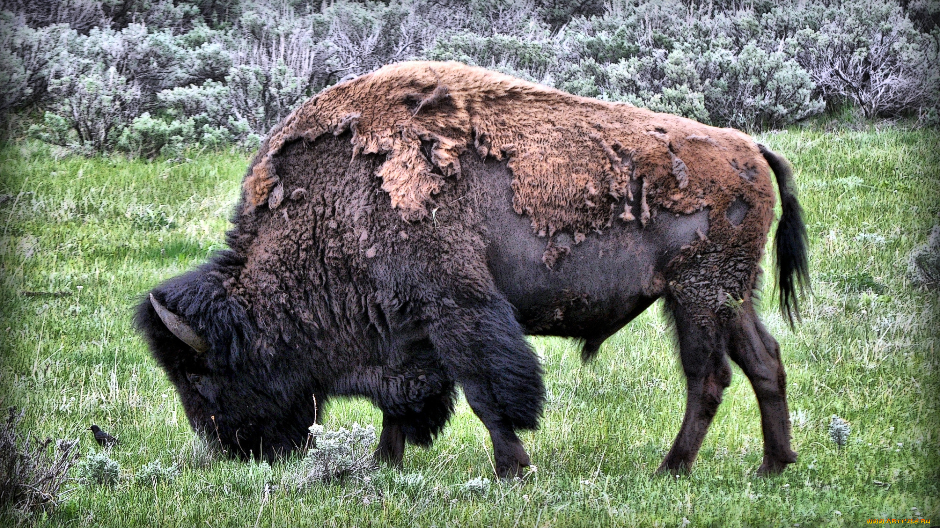 животные, зубры, , бизоны, шерсть, бизон, луг, трава