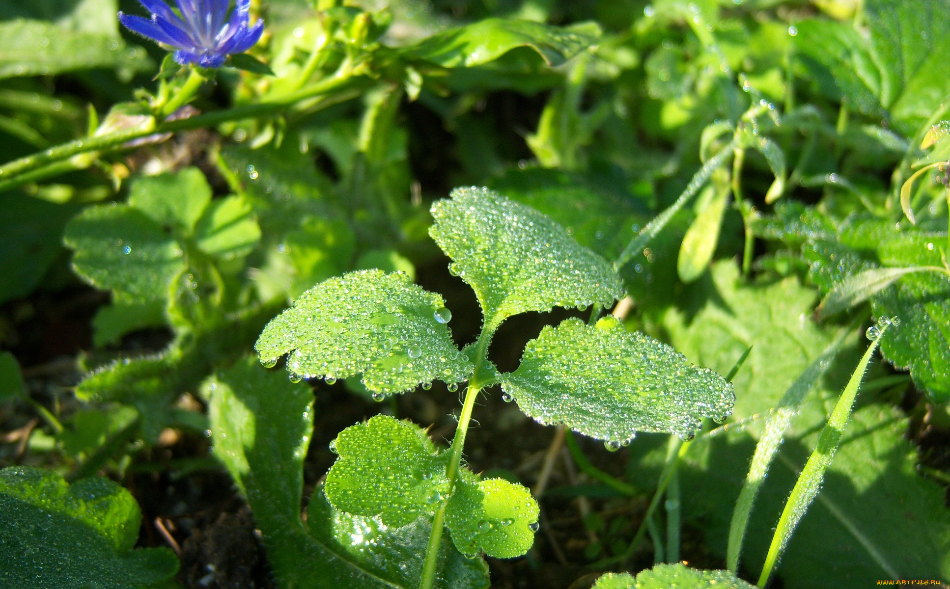 природа, листья, капли, листики, зелень, роса