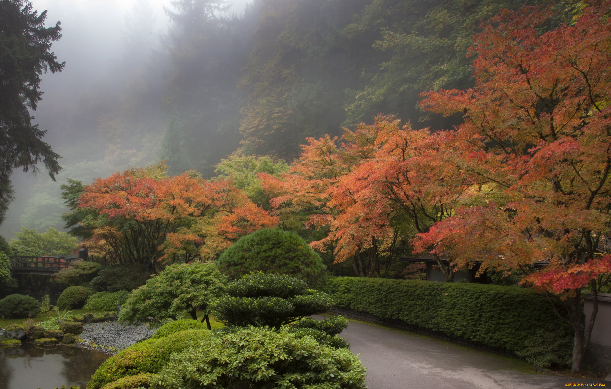 природа, парк, дорожка, ручей, мостик, деревья, кустарник, туман