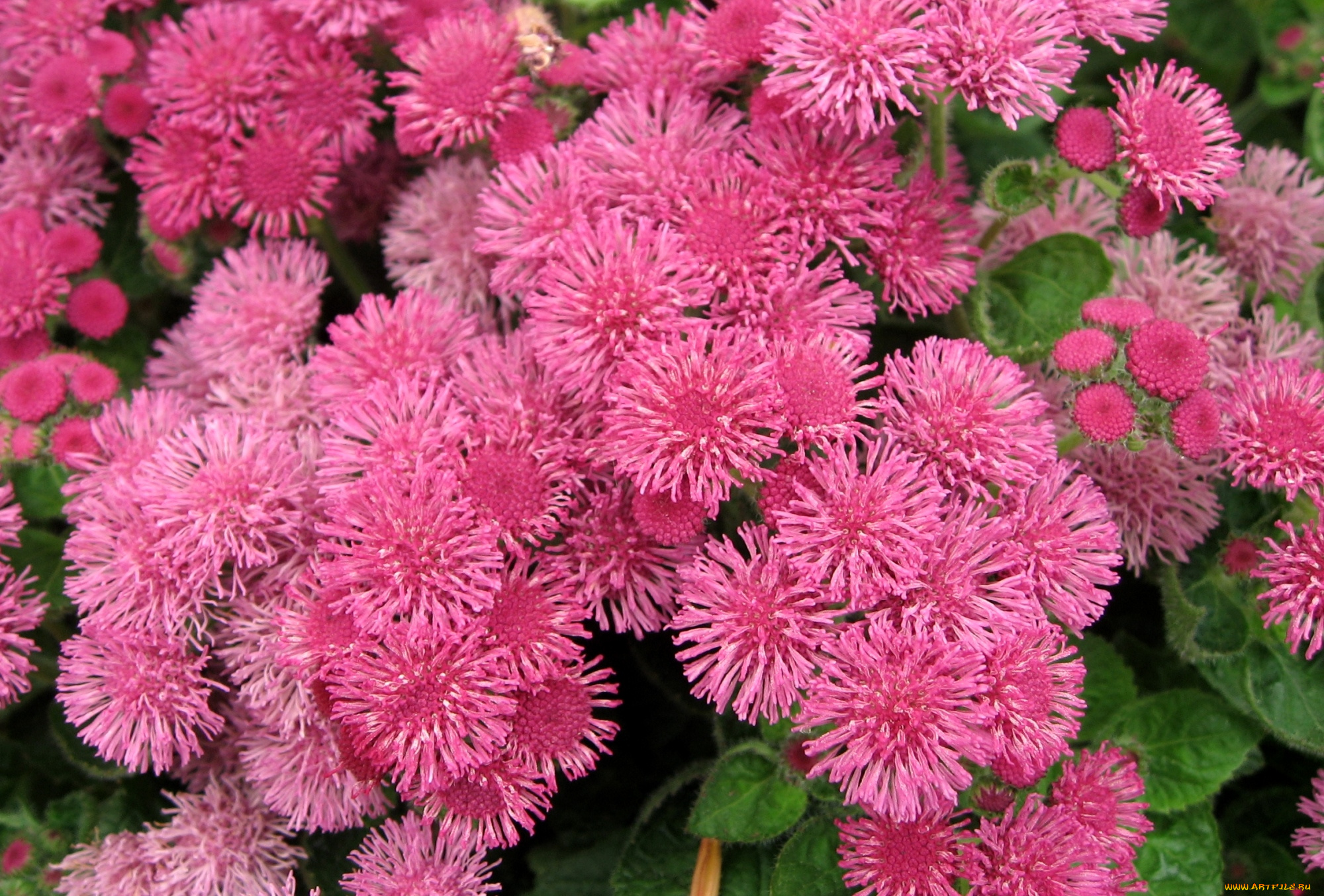 цветы, агератум, пушистики