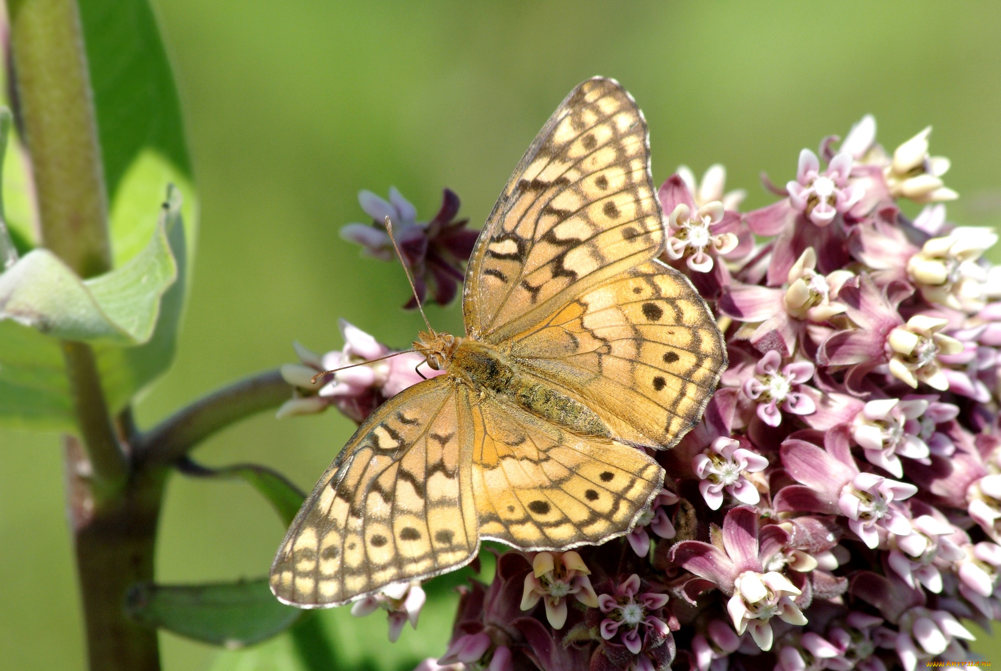 животные, бабочки, крылья