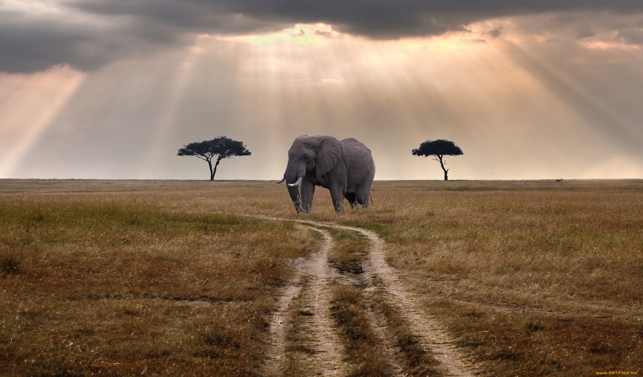животные, слоны, трава, тучи, слон, колея, саванна, деревья, свет