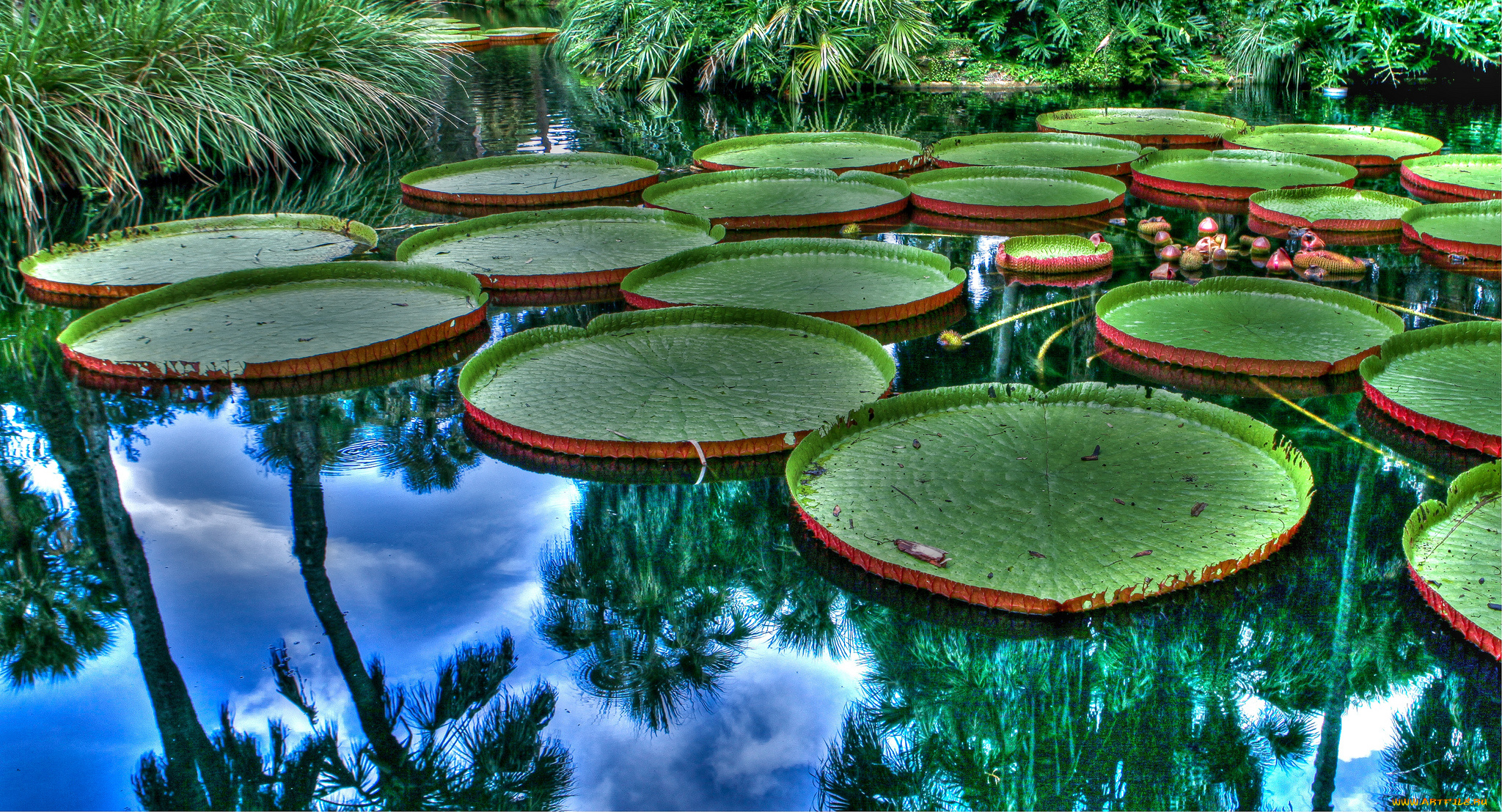 виктория, регия, цветы, лилии, водяные, , нимфеи, , кувшинки, водоем, листья