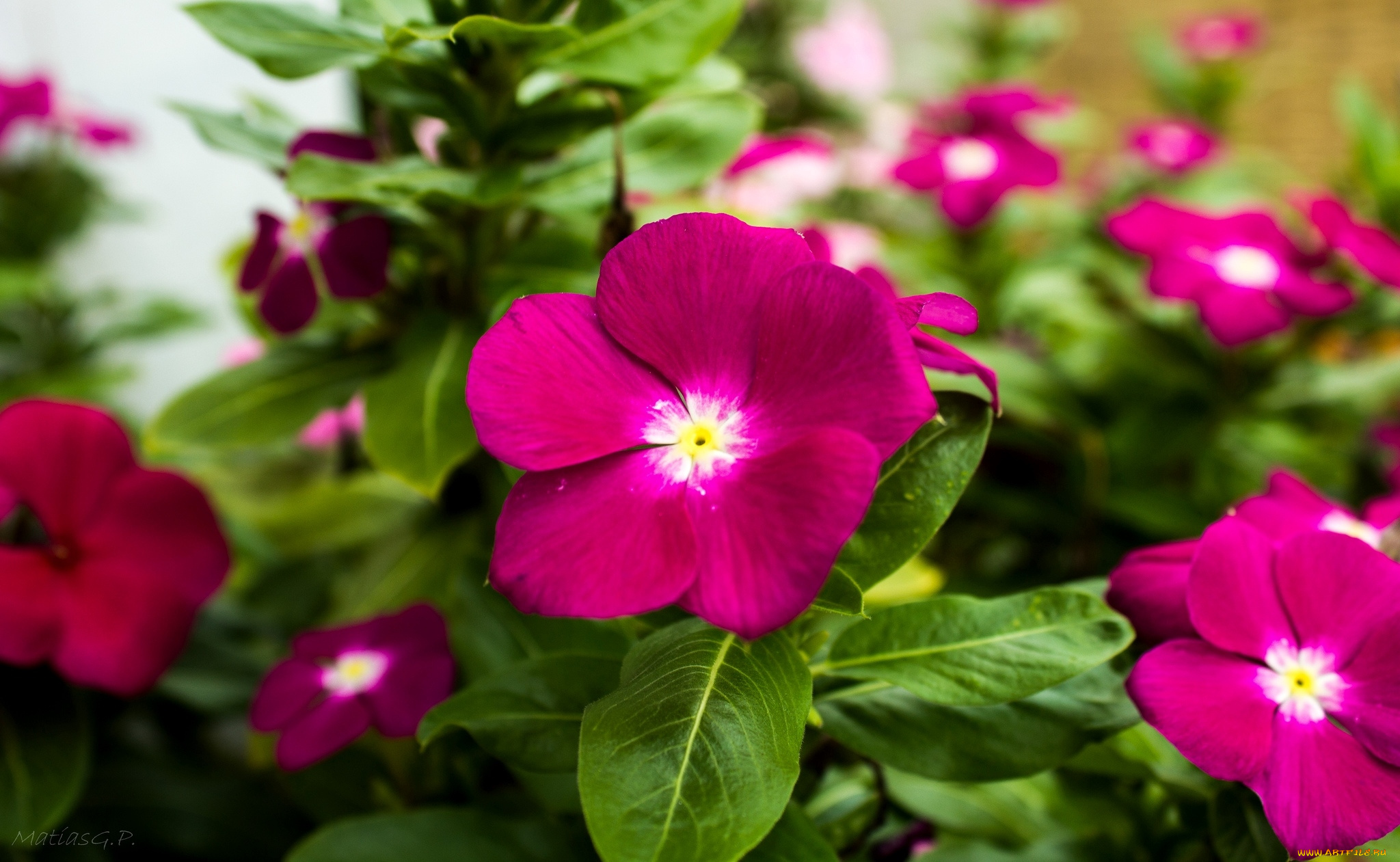 цветы, катарантусы, яркий