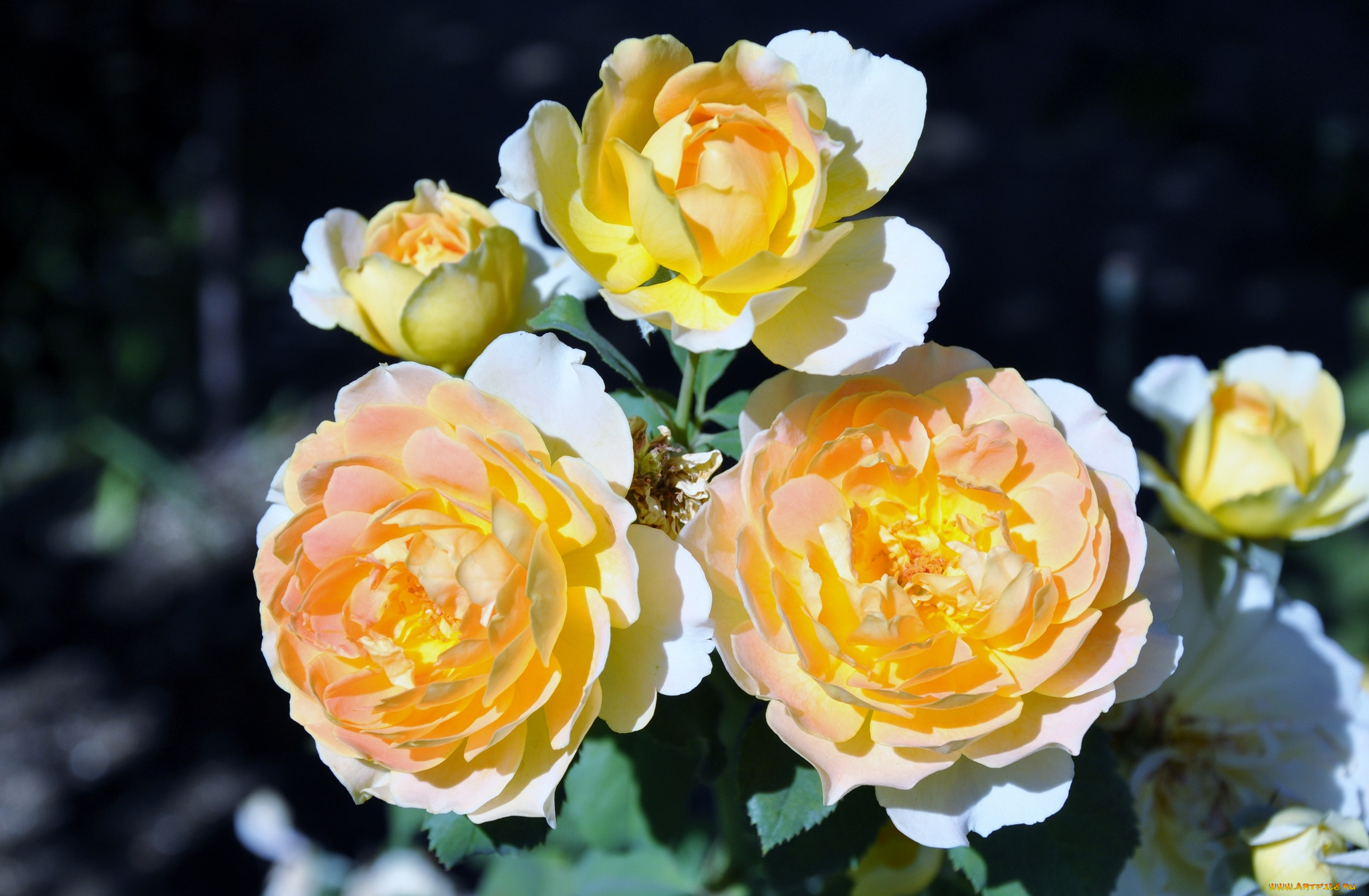 цветы, розы, желтый