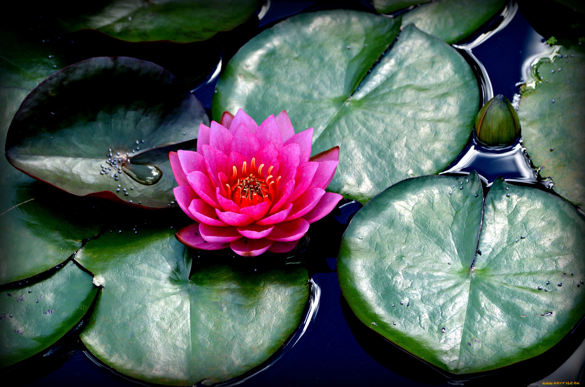 цветы, лилии, водяные, , нимфеи, , кувшинки, листья, водоем, лилия