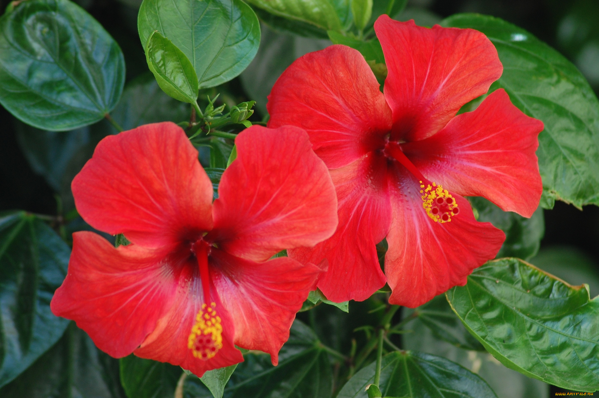 цветы, гибискусы, красный