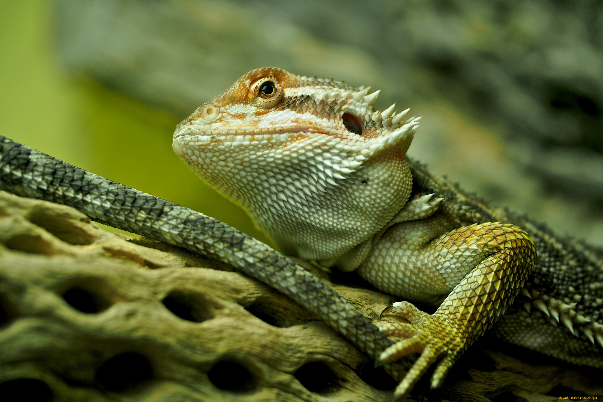 bearded, dragon, животные, Ящерицы, , игуаны, , вараны, глаза, голова, ящерица, зеленая, гребень, дерево