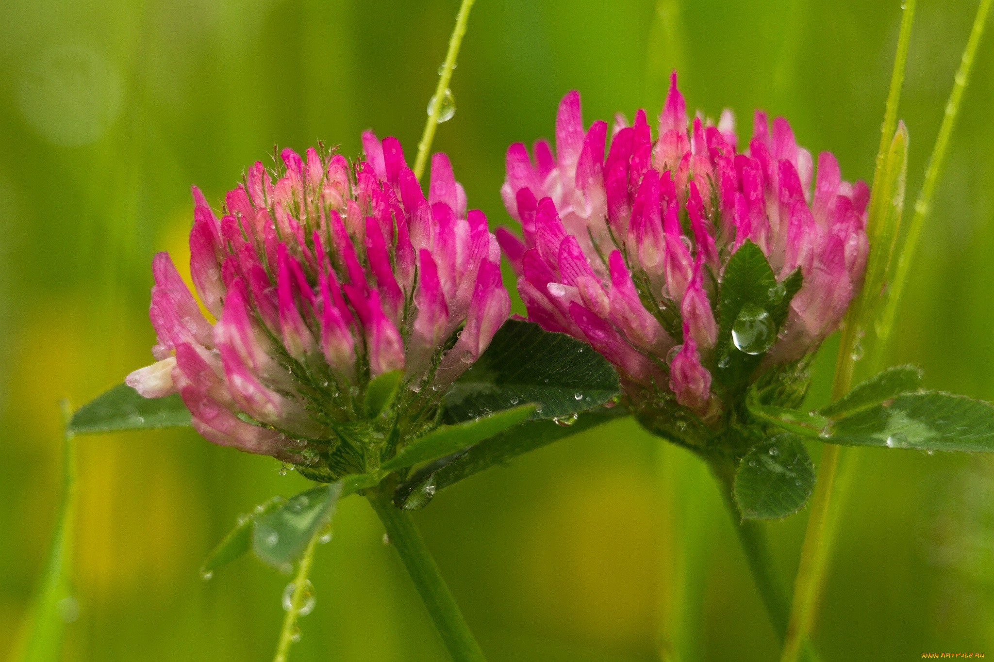цветы, луговые, , полевые, , цветы, розовый