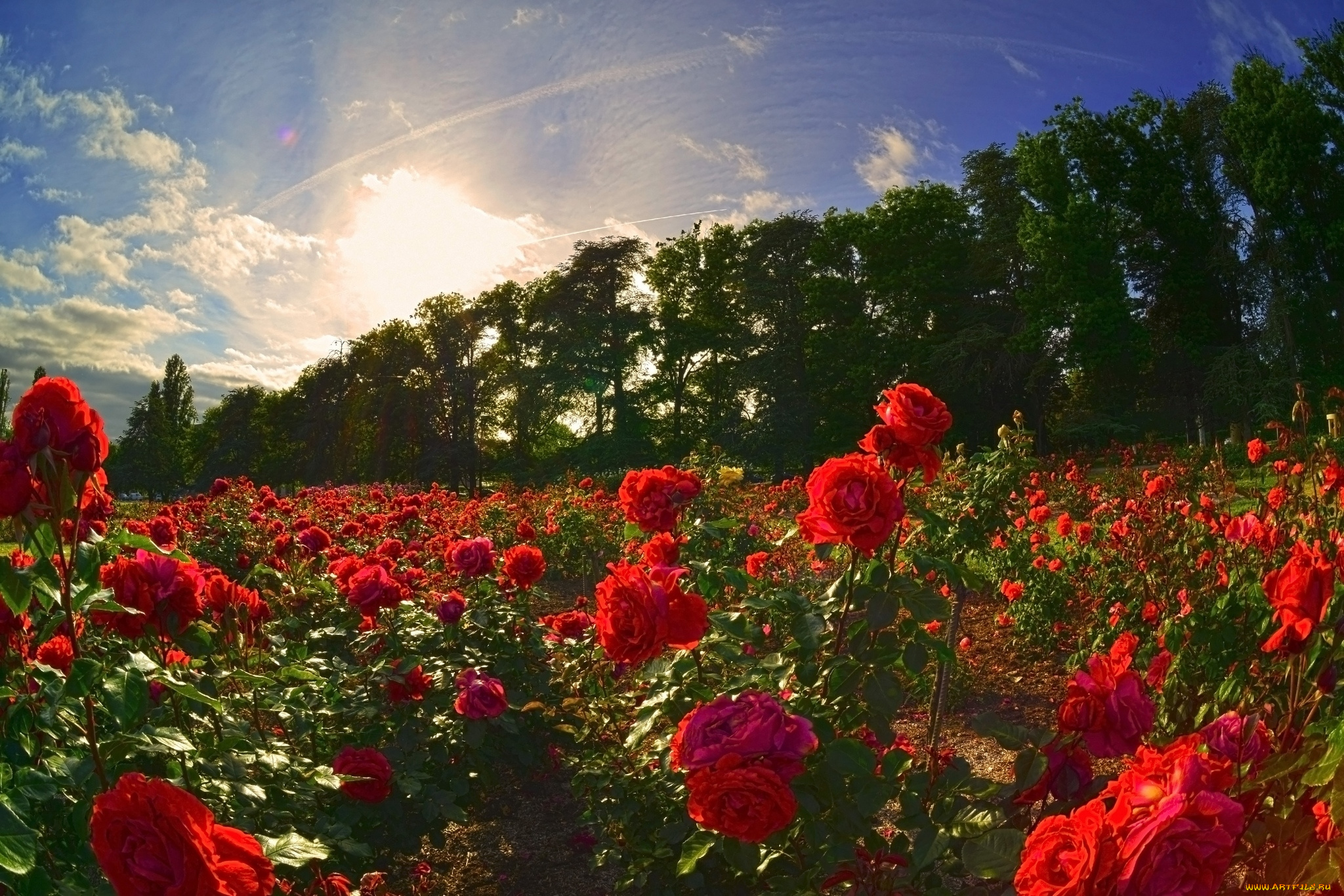 цветы, розы, розарий