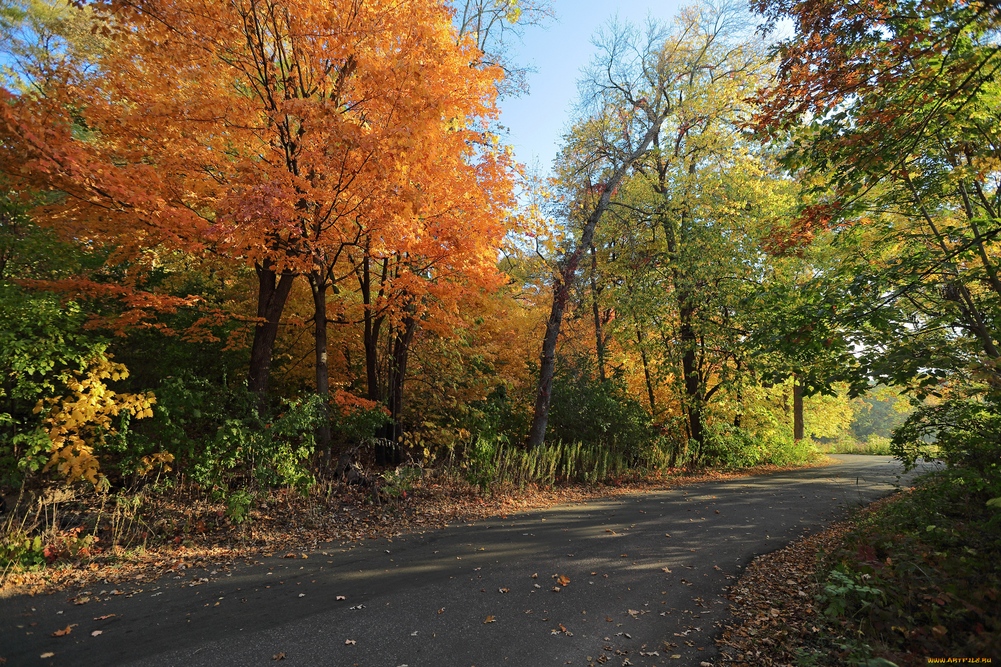 природа, дороги, дорога, осень, лес