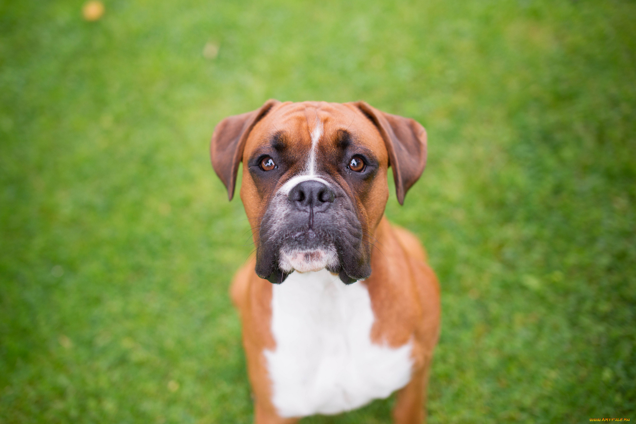 животные, собаки, внимание, взгляд, морда, бульдог