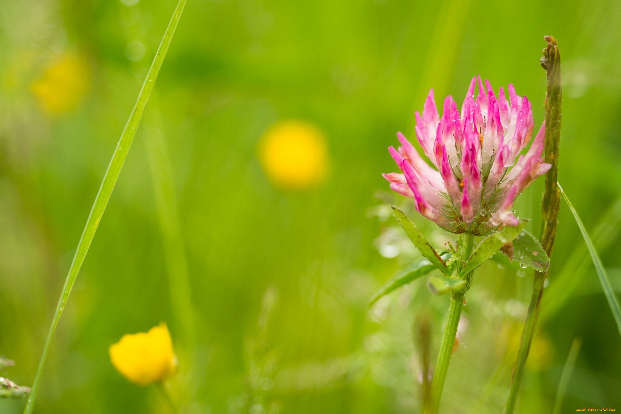цветы, луговые, , полевые, , цветы, розовый