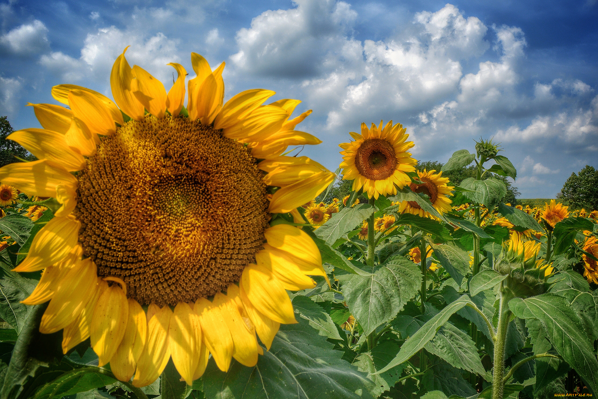цветы, подсолнухи, поле