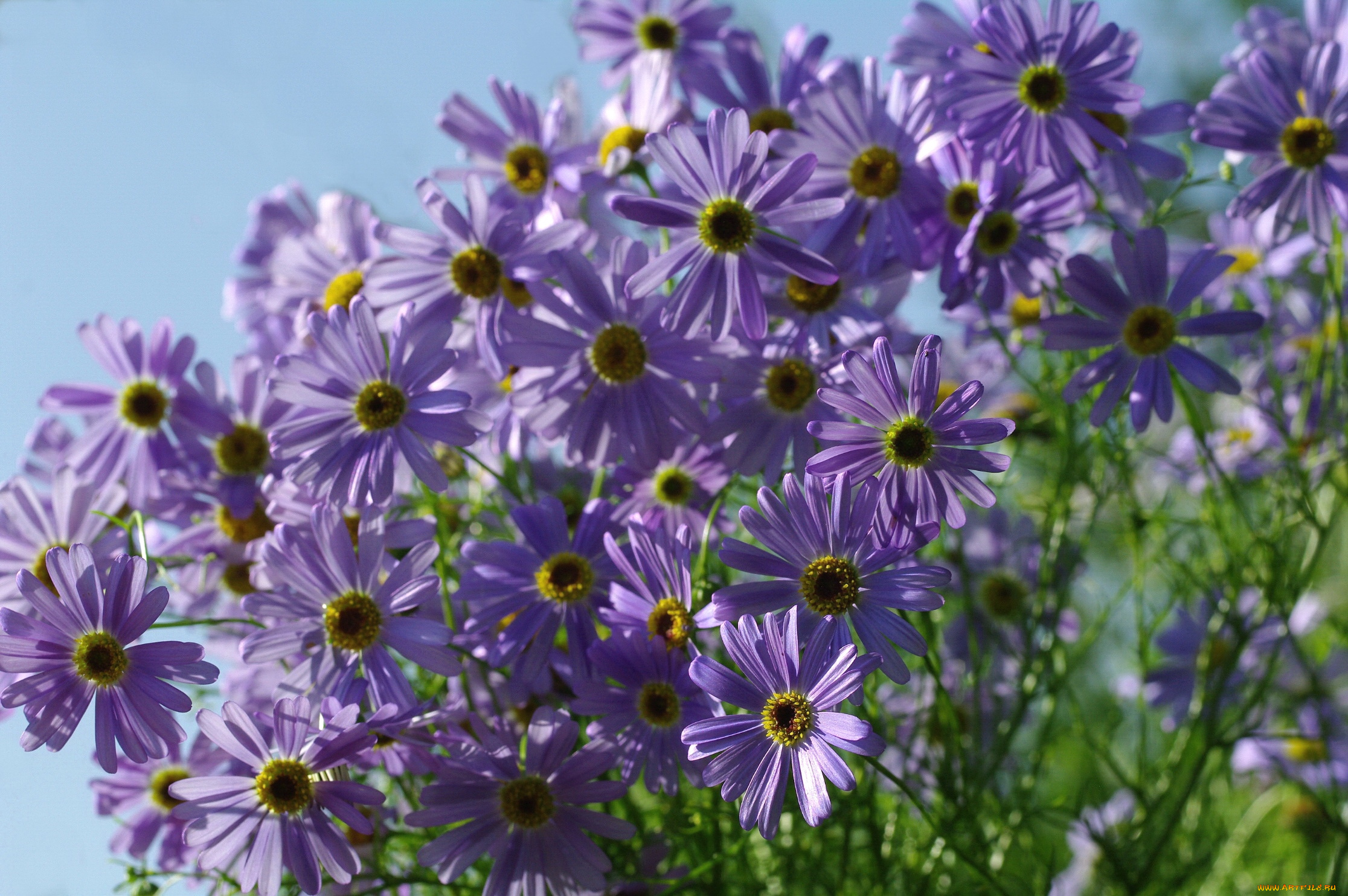 цветы, ромашки, сиреневый