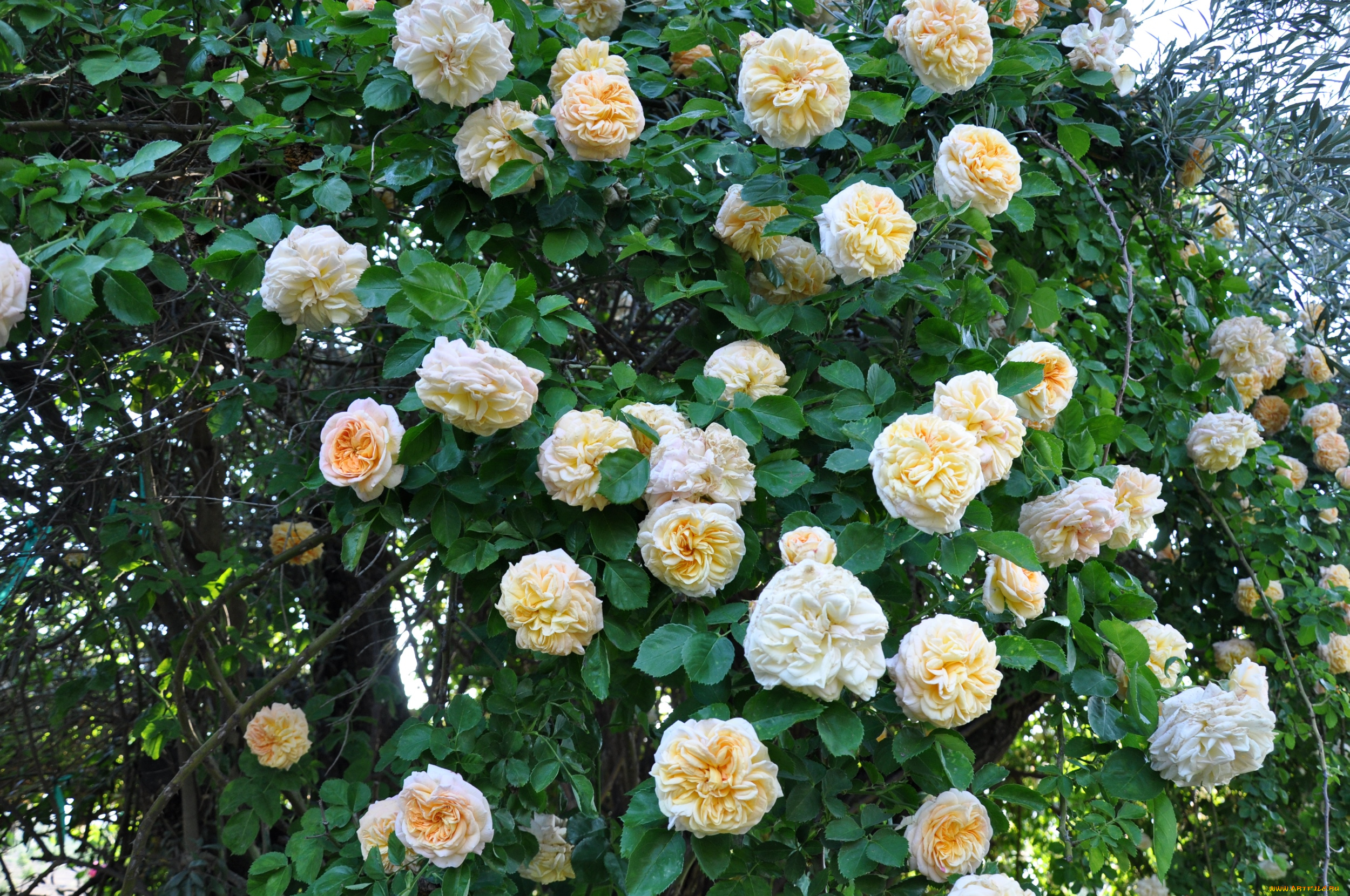 цветы, розы, куст