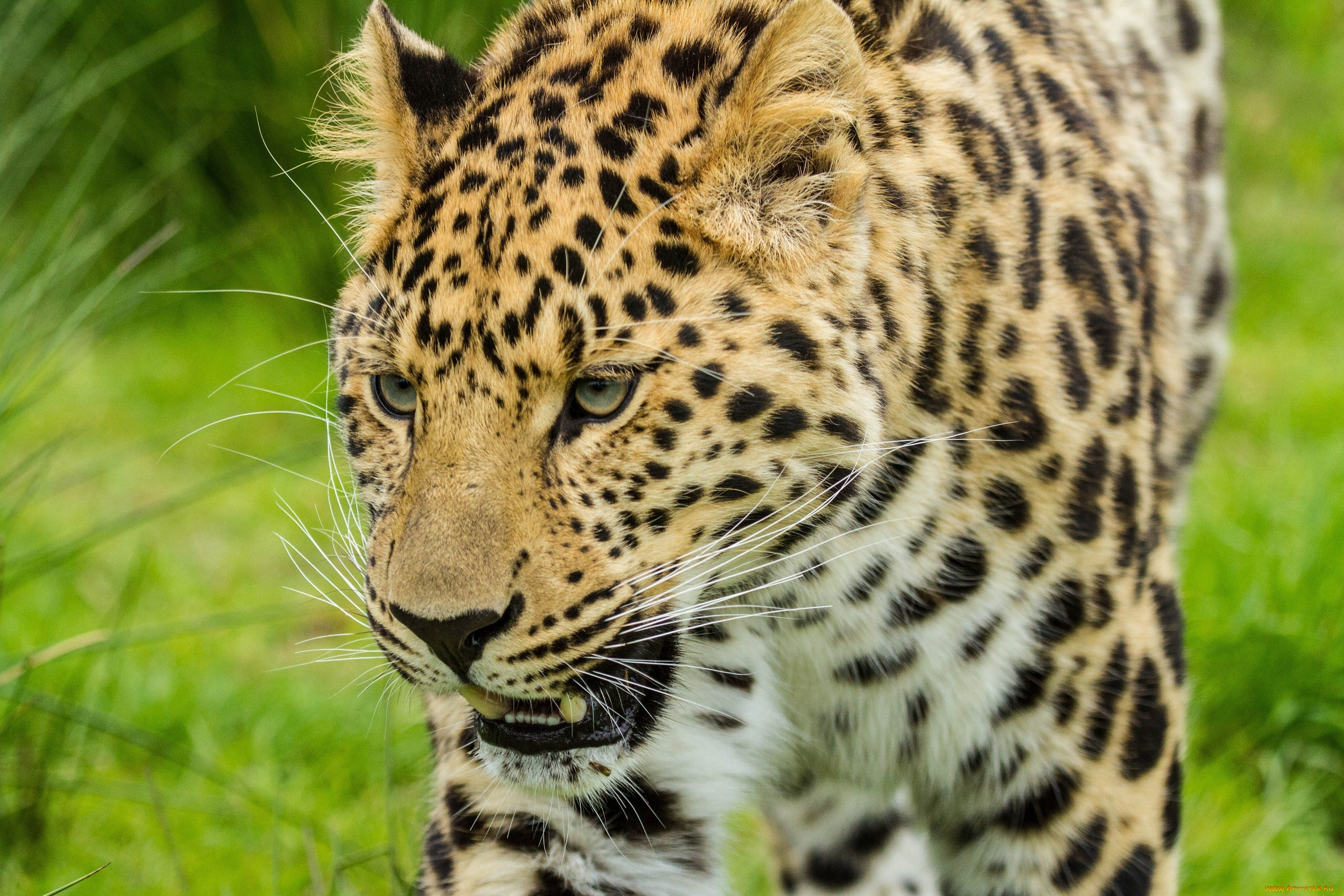 животные, леопарды, амурский, леопард, морда