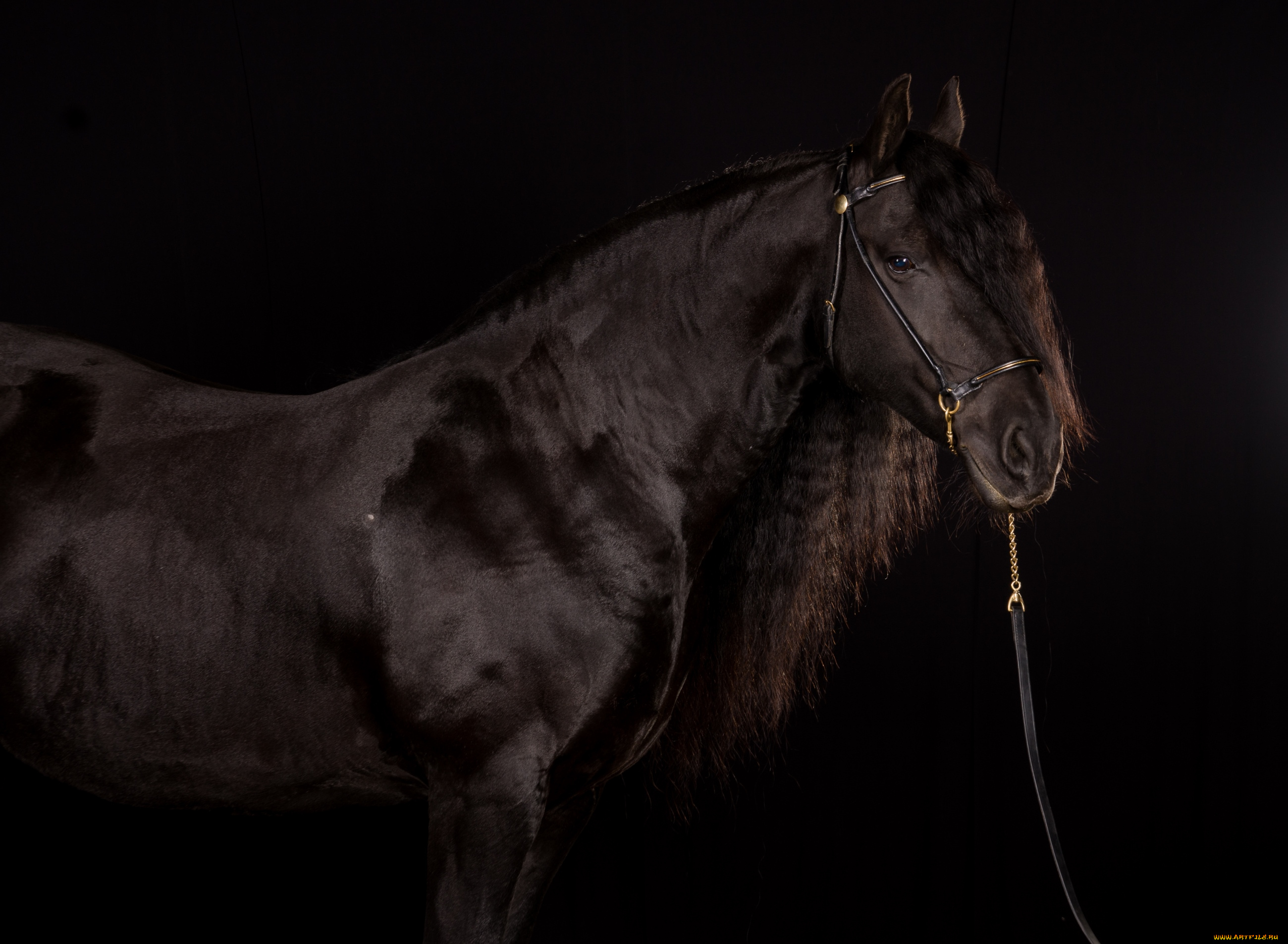 животные, лошади, красавец, вороной