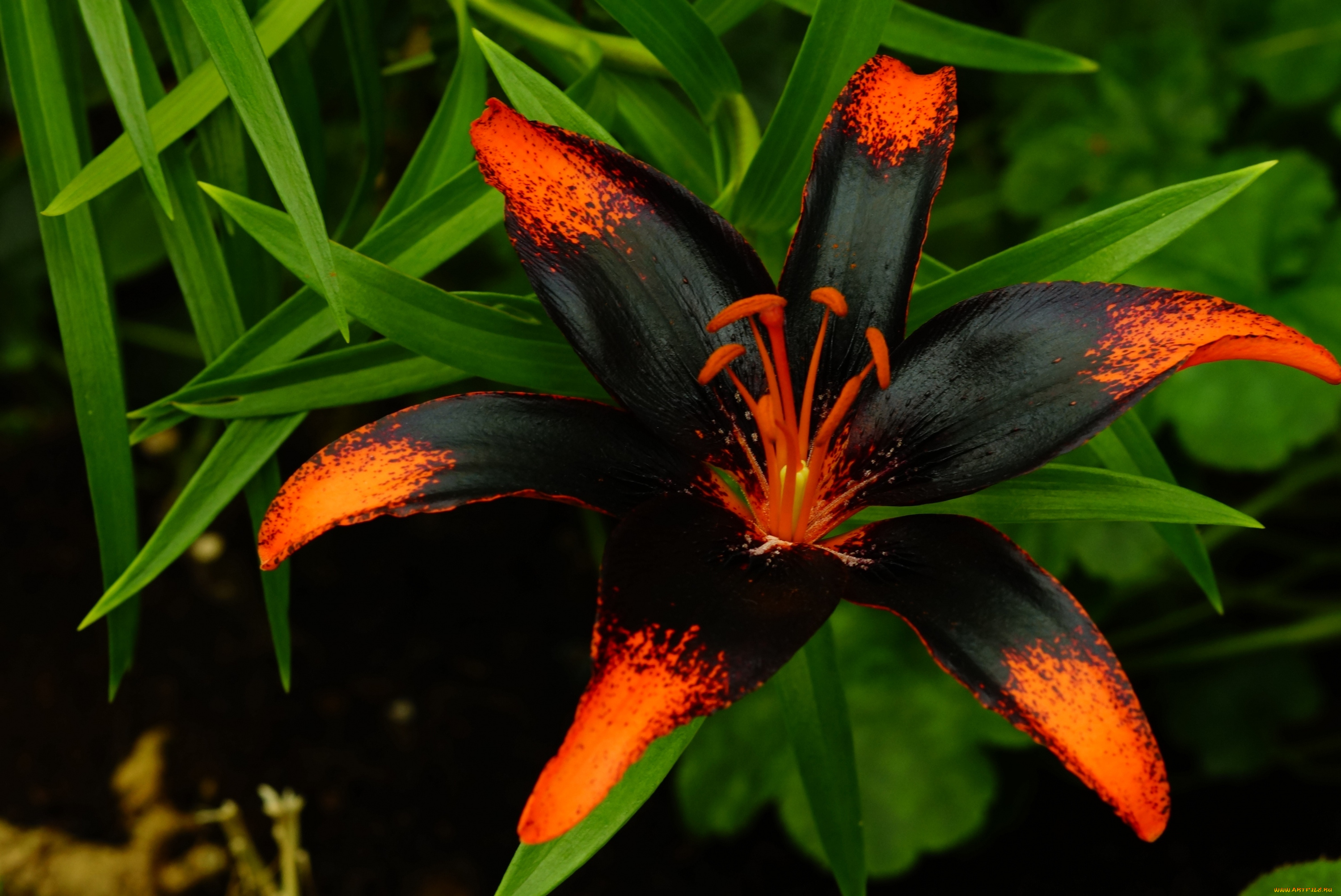 цветы, лилии, , лилейники, оригинальная