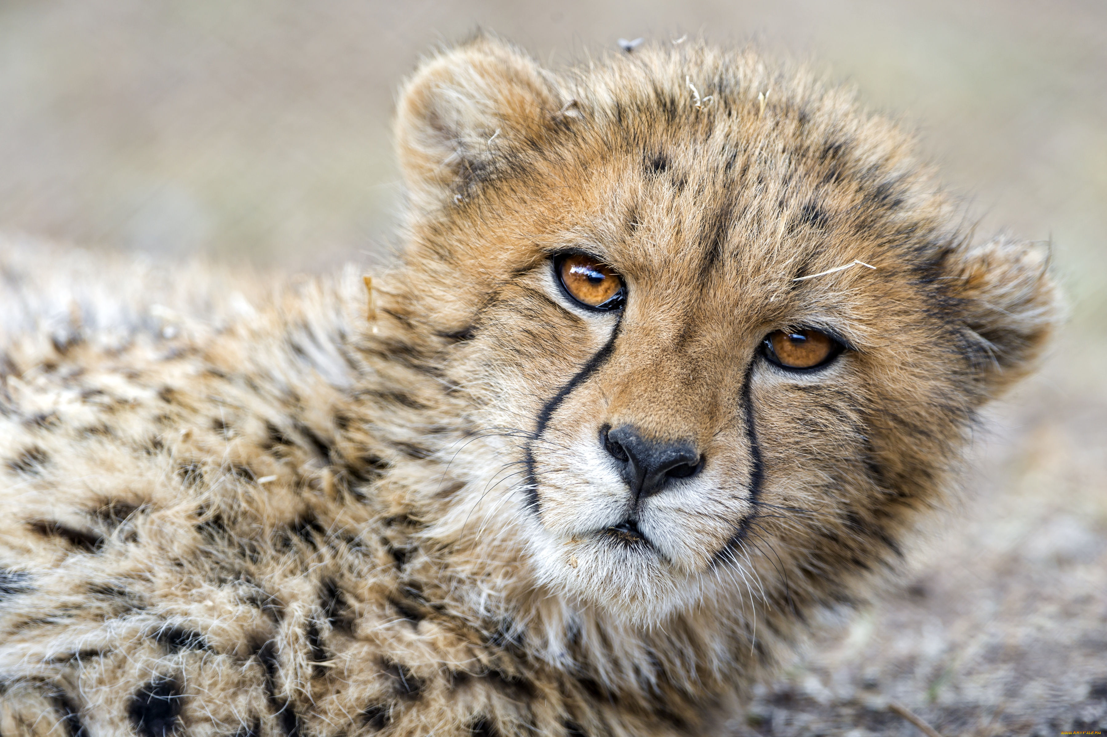 животные, гепарды, портрет