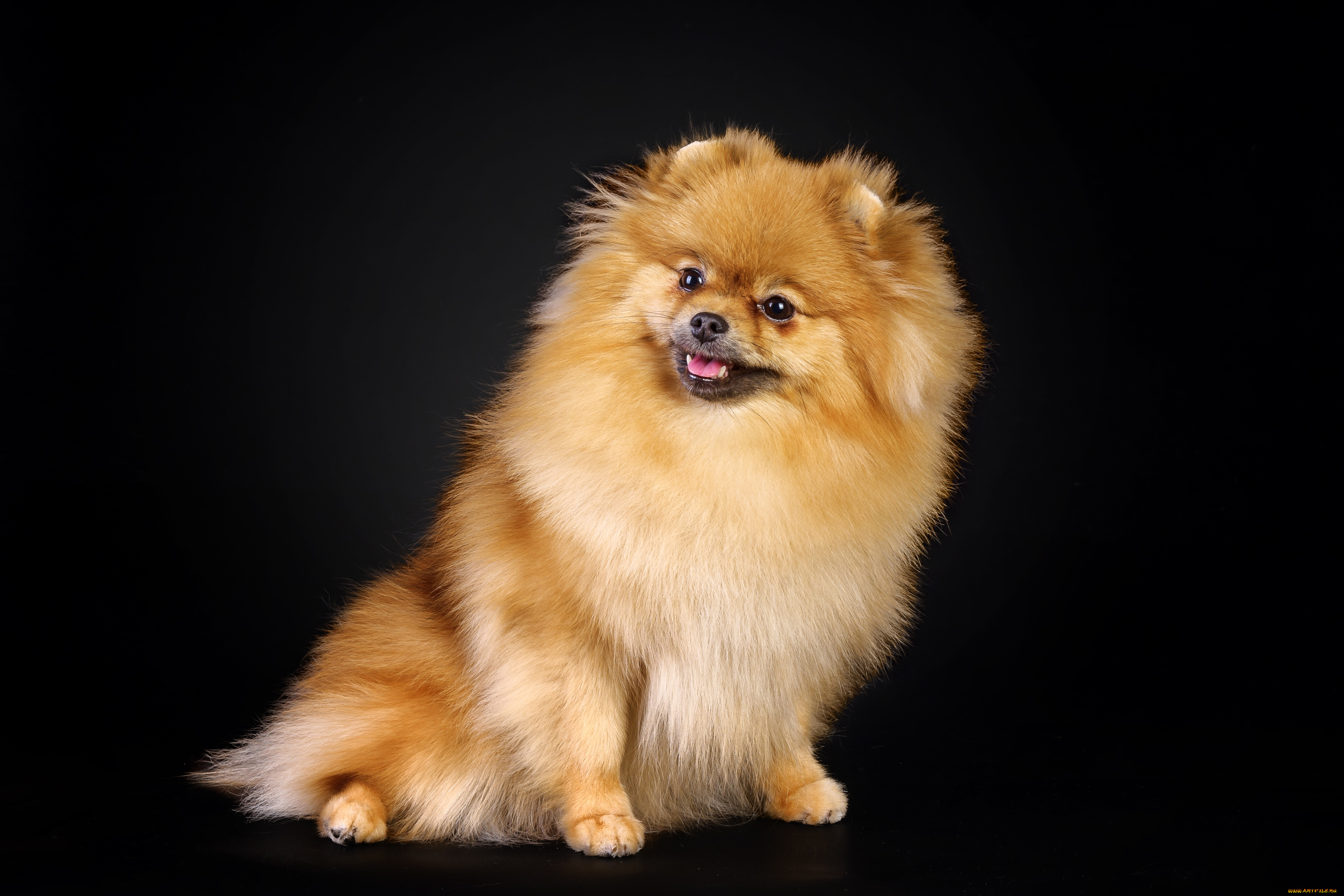 животные, собаки, шпиц