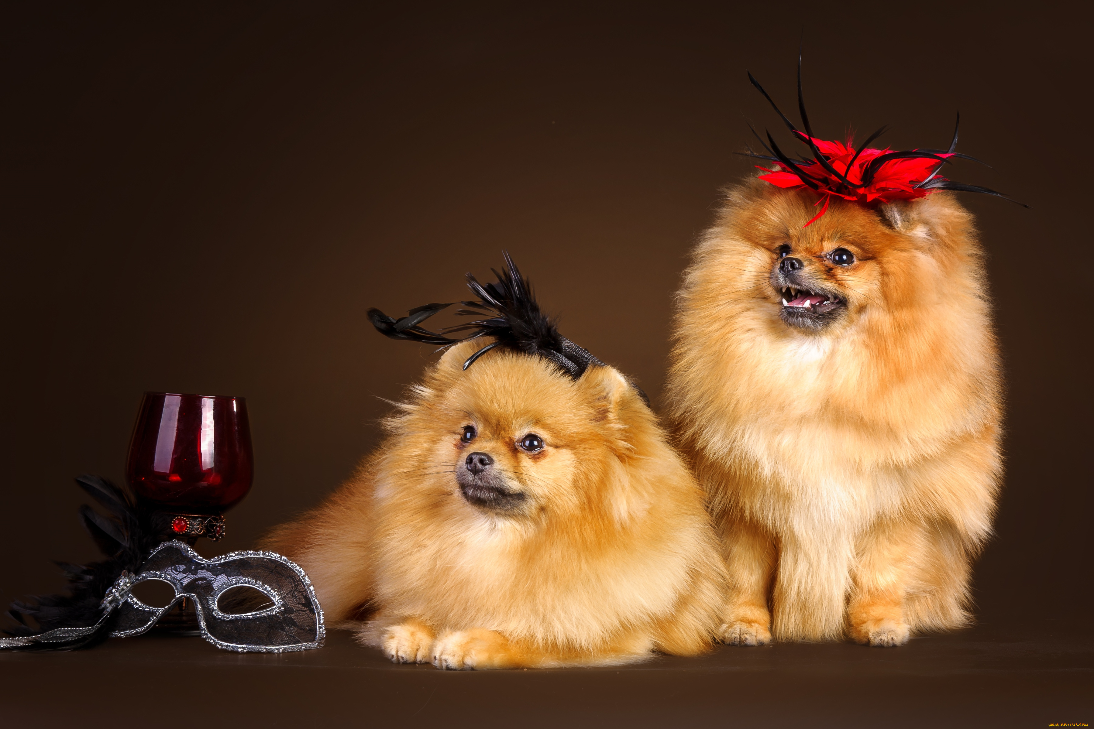 животные, собаки, шпицы