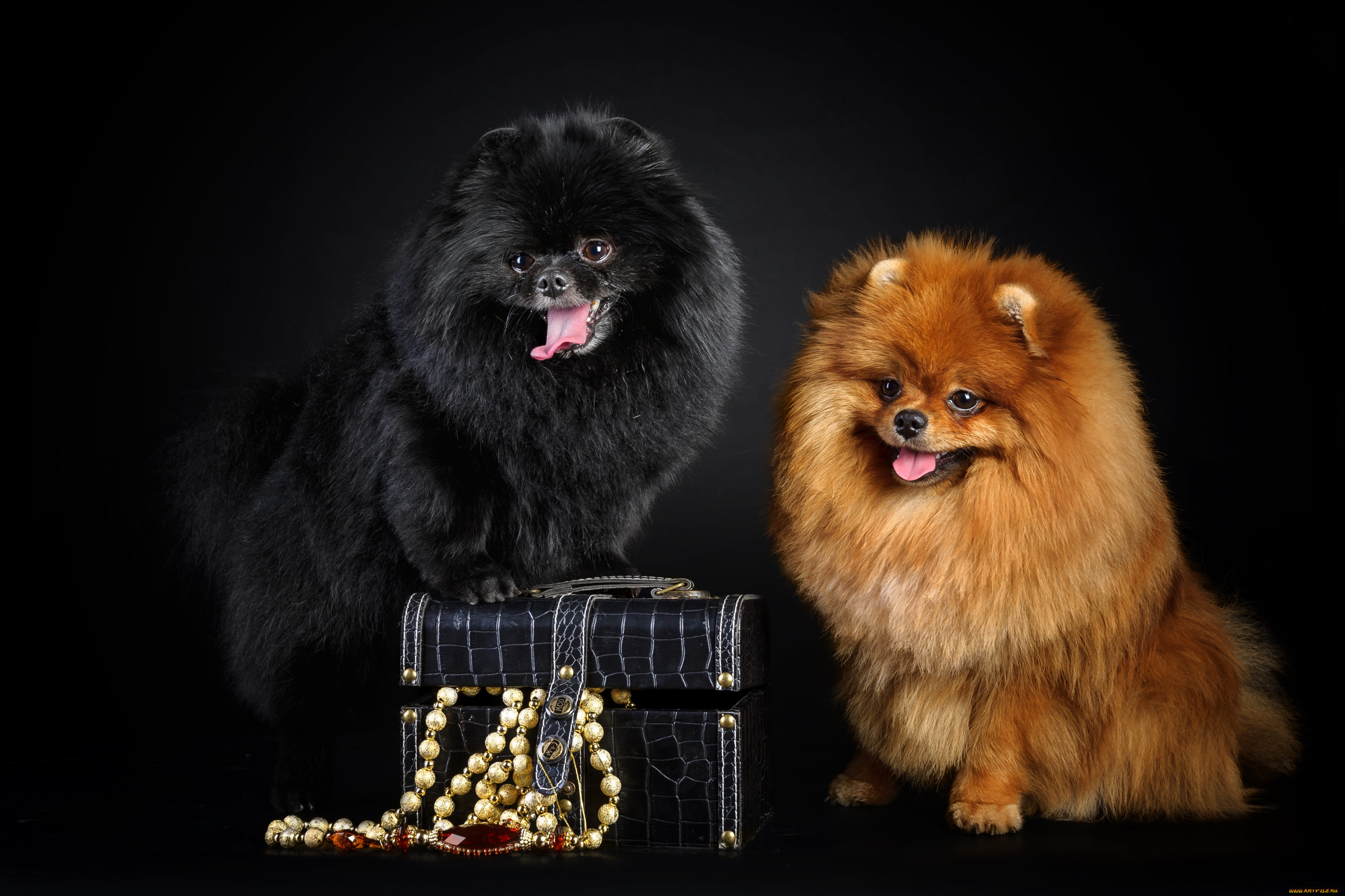 животные, собаки, шпицы