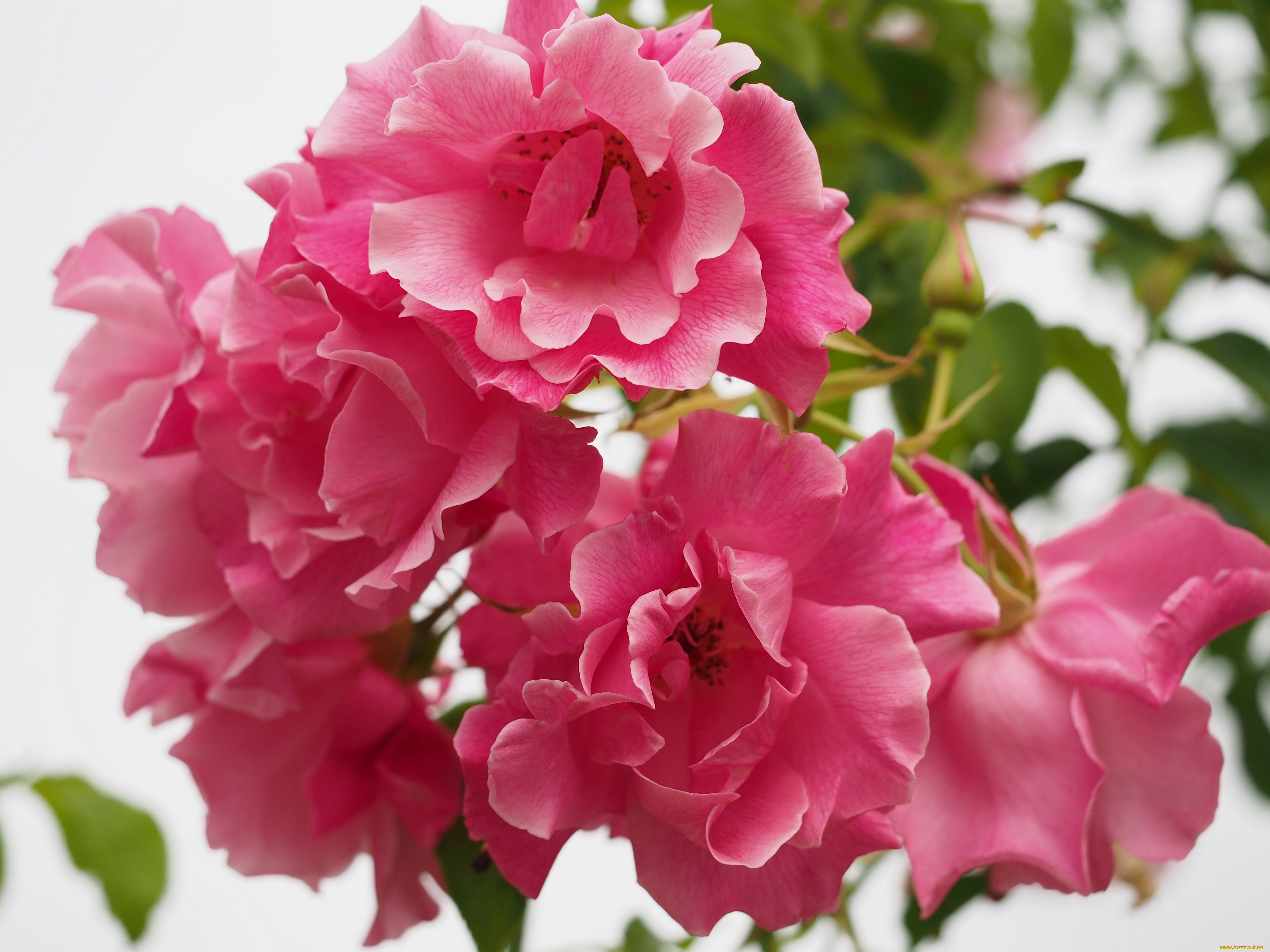 цветы, розы, макро, лепестки