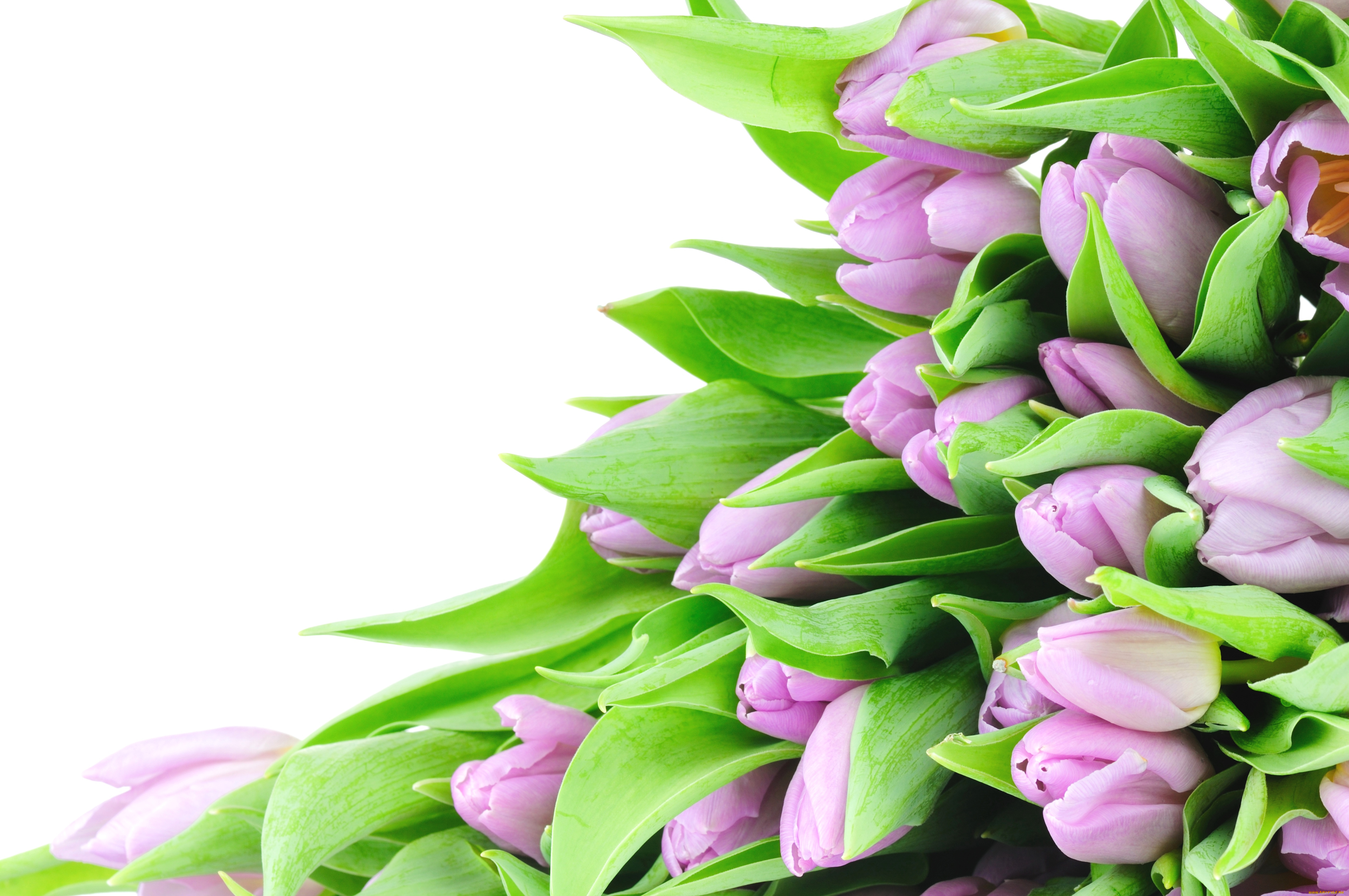 цветы, тюльпаны, розовый