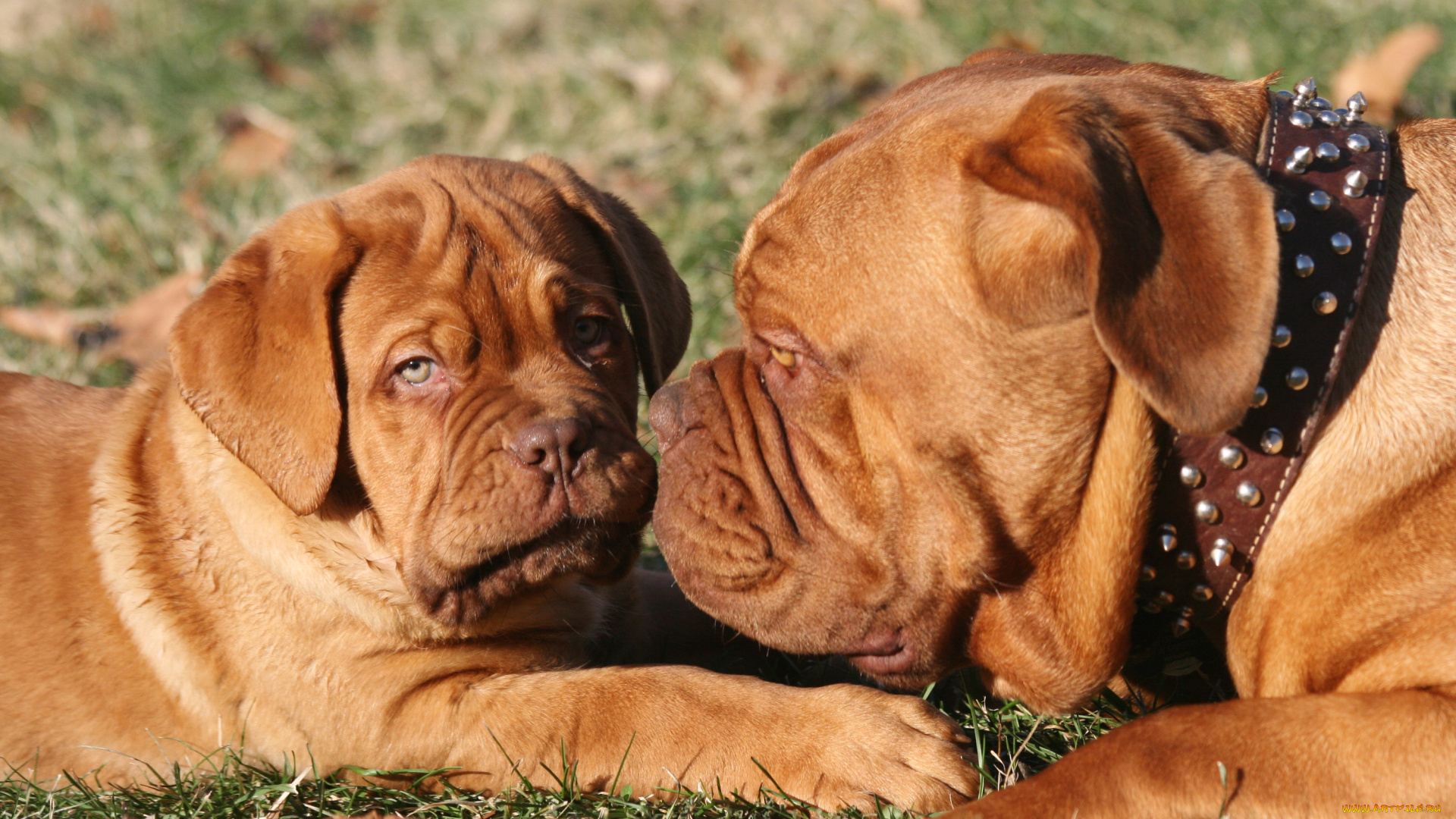 бордоский, дог, животные, собаки, бордоский, дог, двое, собака