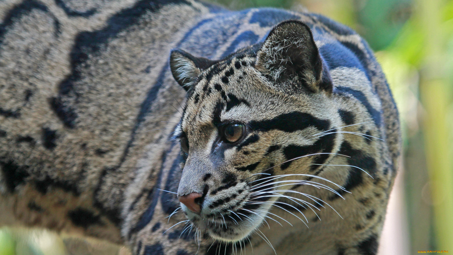 животные, дымчатые, леопарды, дымчатый, леопард, животное, природа, взгляд, окрас, хищник