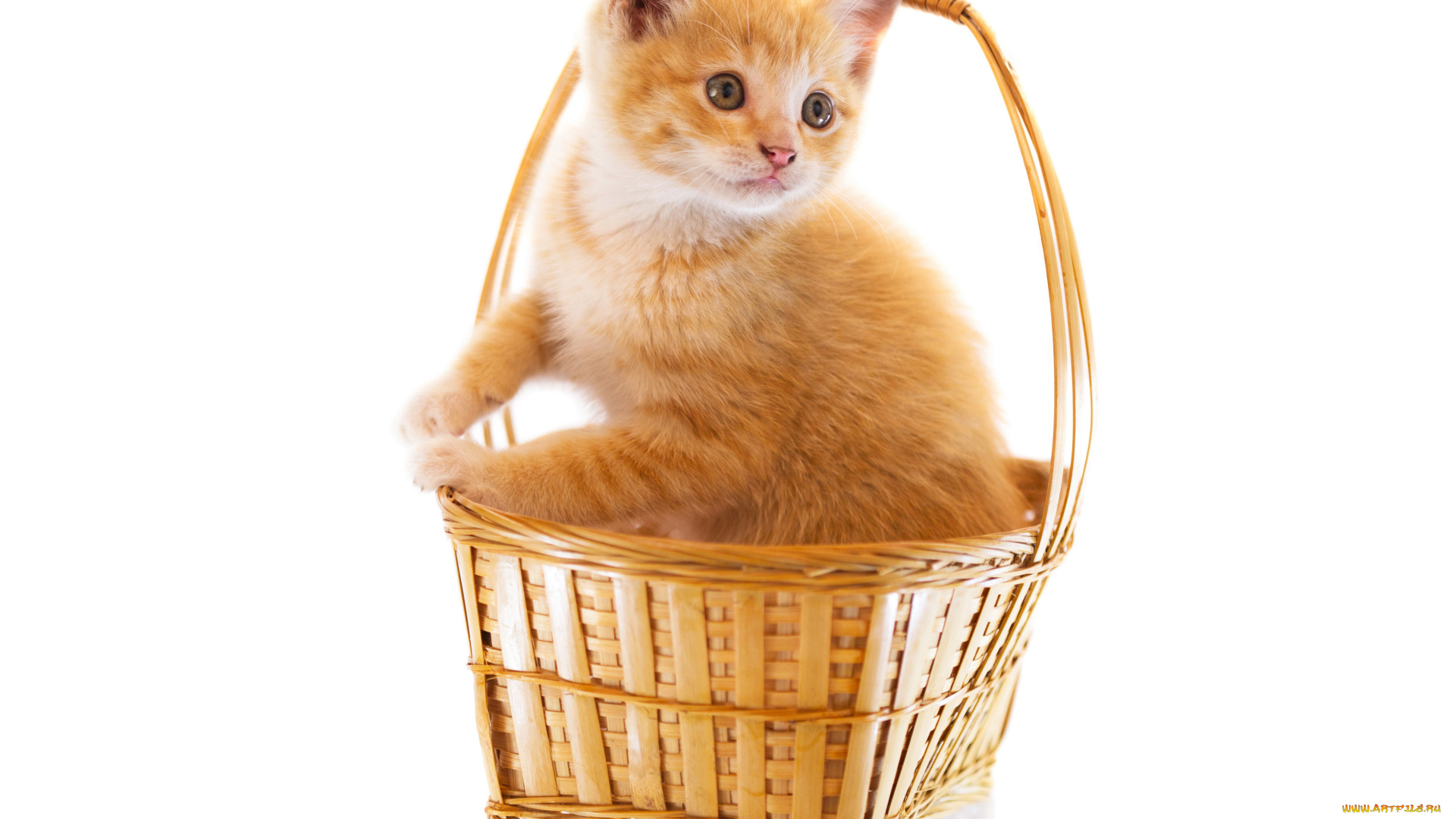 животные, коты, рыжий, котенок, корзинка